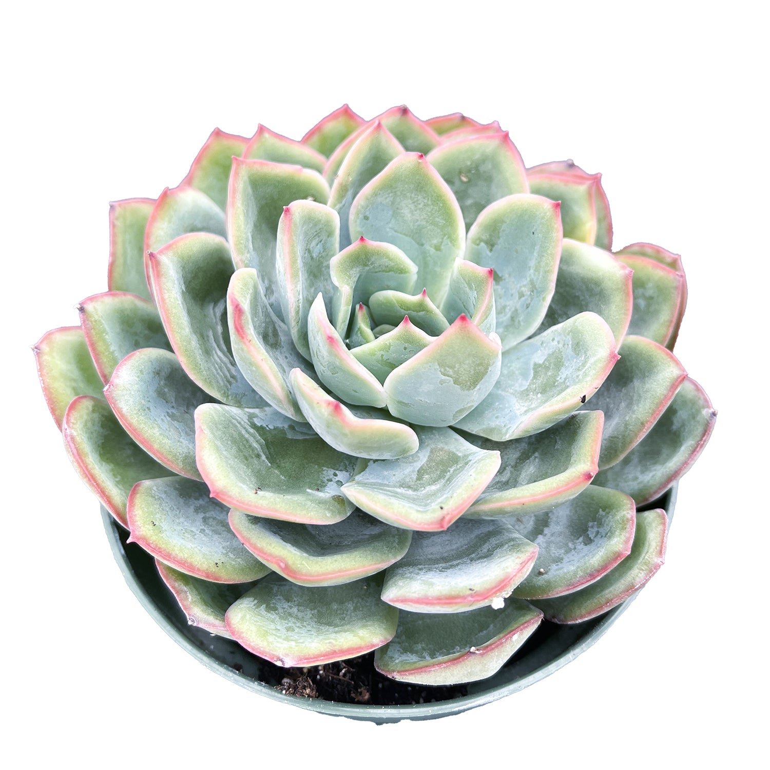 morning dew succulent Echeveria Morning Dew (4 inch)