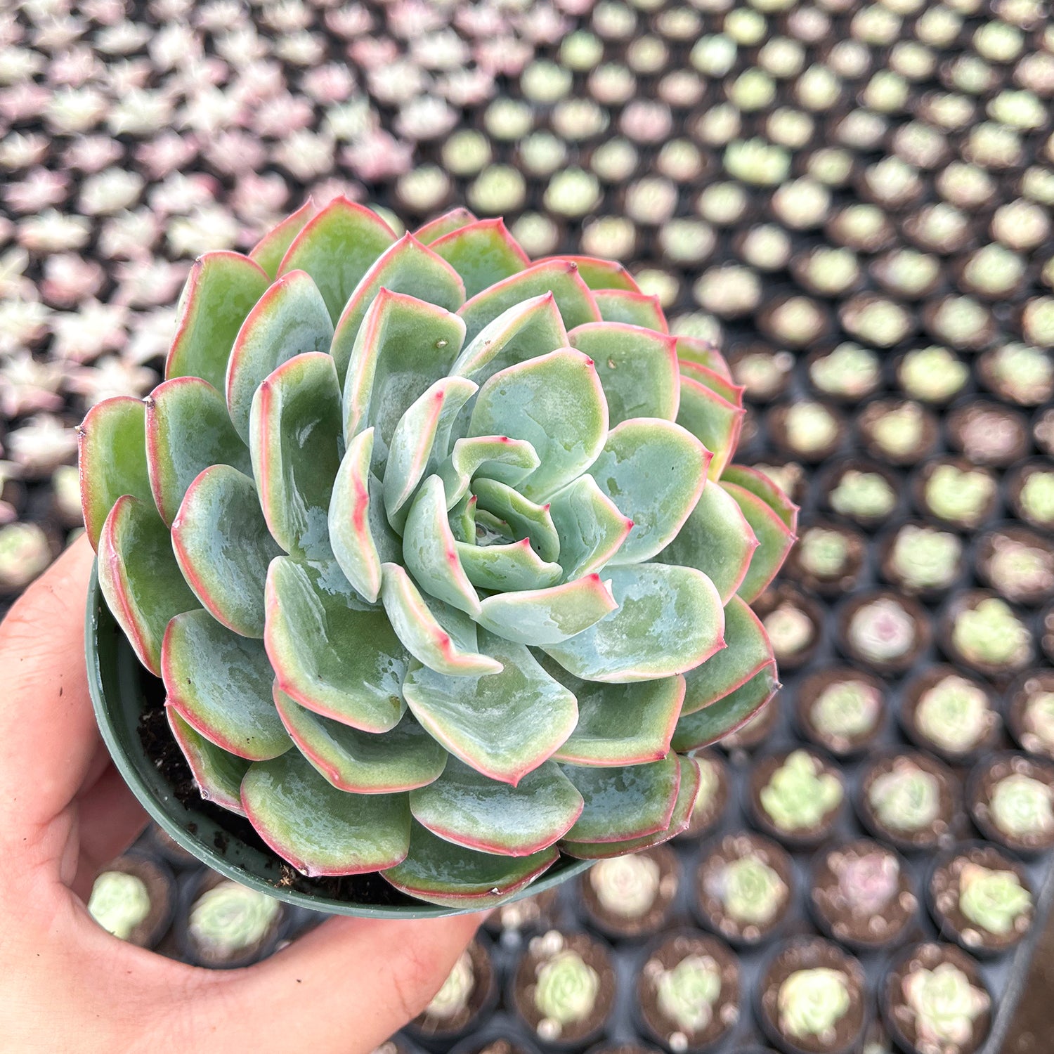 morning dew succulent Echeveria Morning Dew (4 inch)