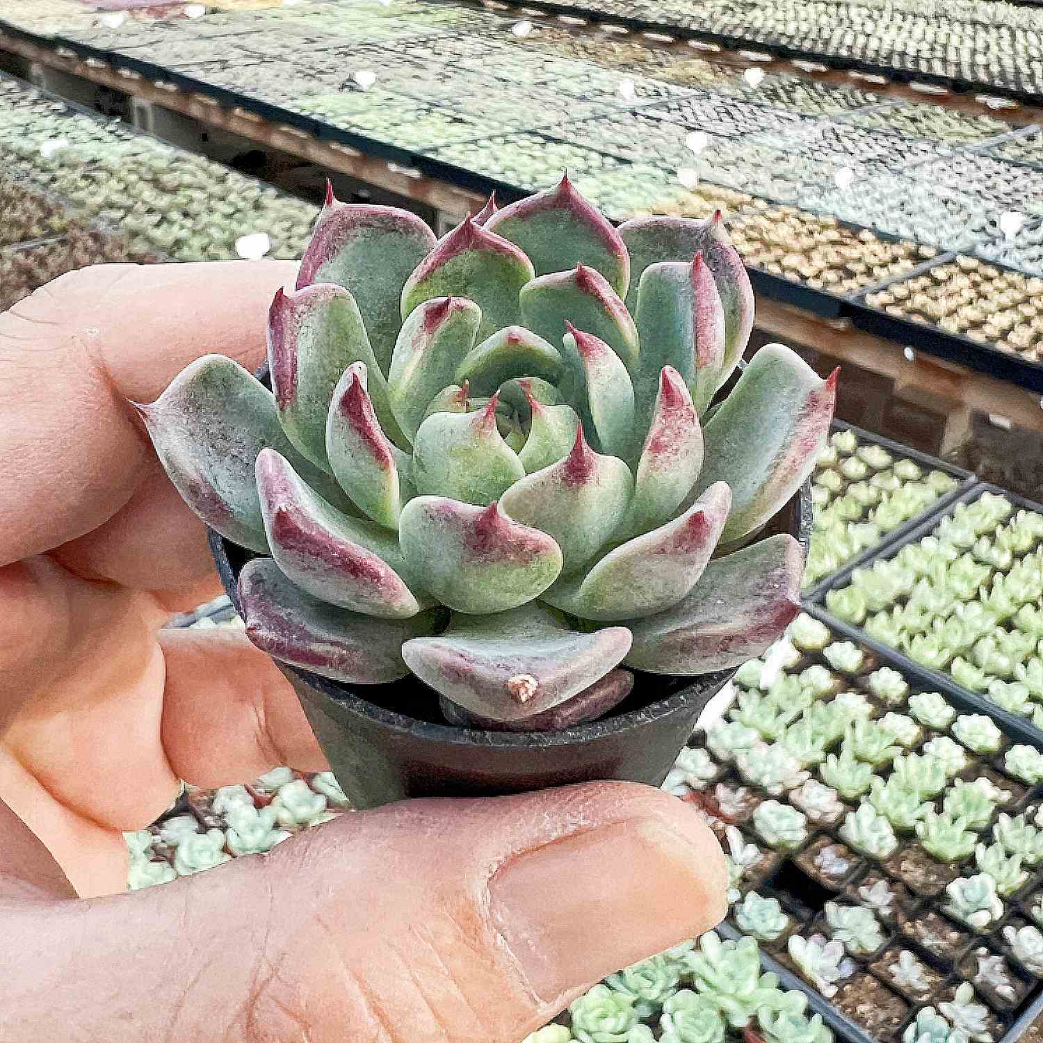 succulent night Echeveria 'Night'