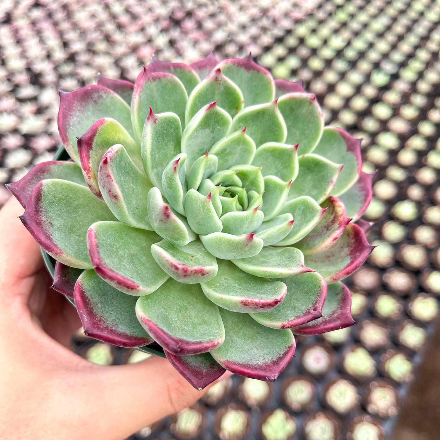 echeveria encantada succulent Echeveria 'Night' (4 inch)