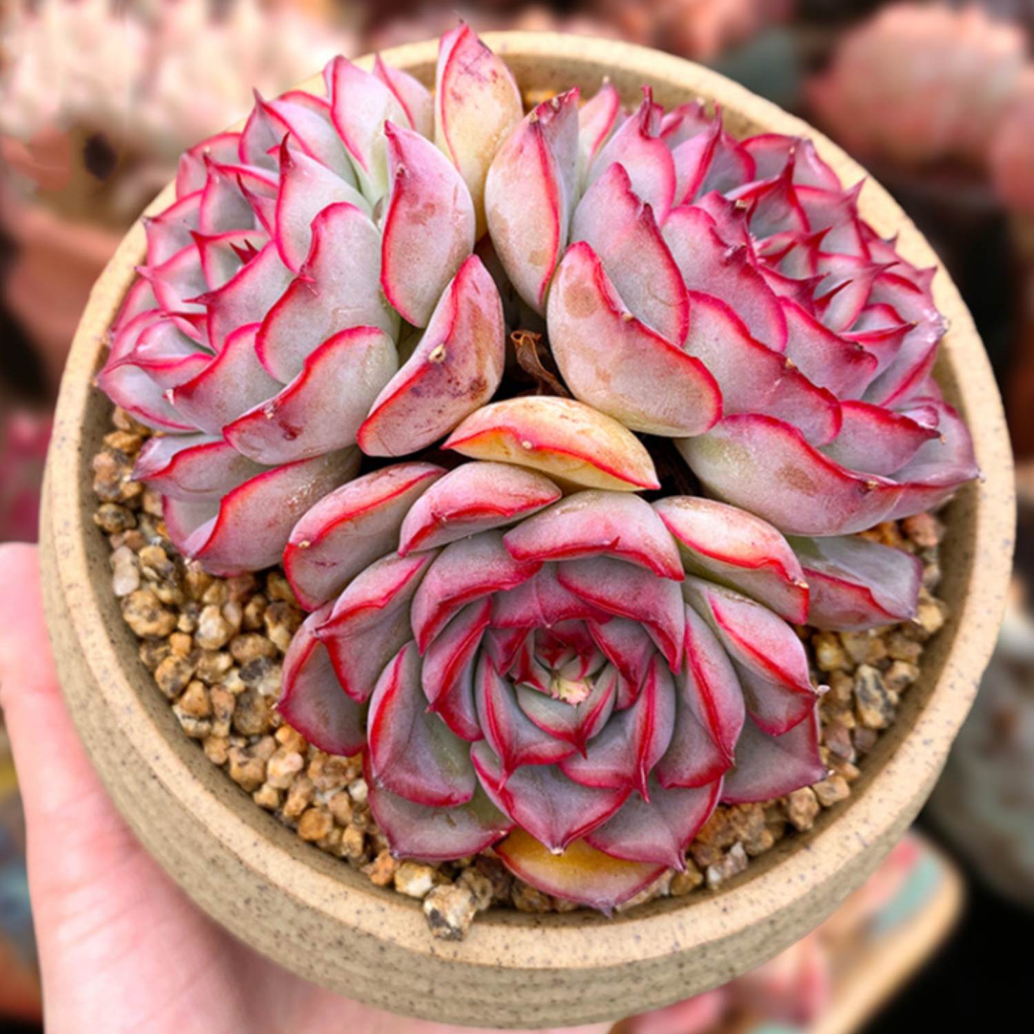 orion succulent Echeveria 'Orion'
