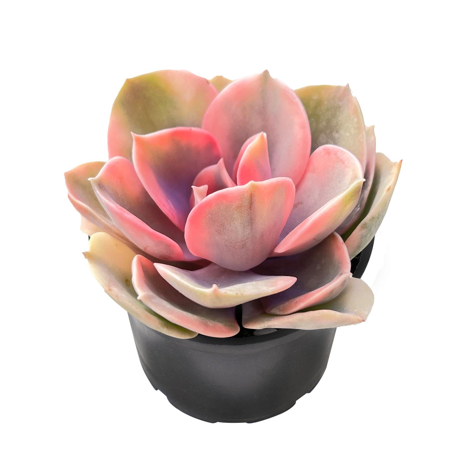 rainbow succulent plants for sale Echeveria 'Rainbow' (Rare)