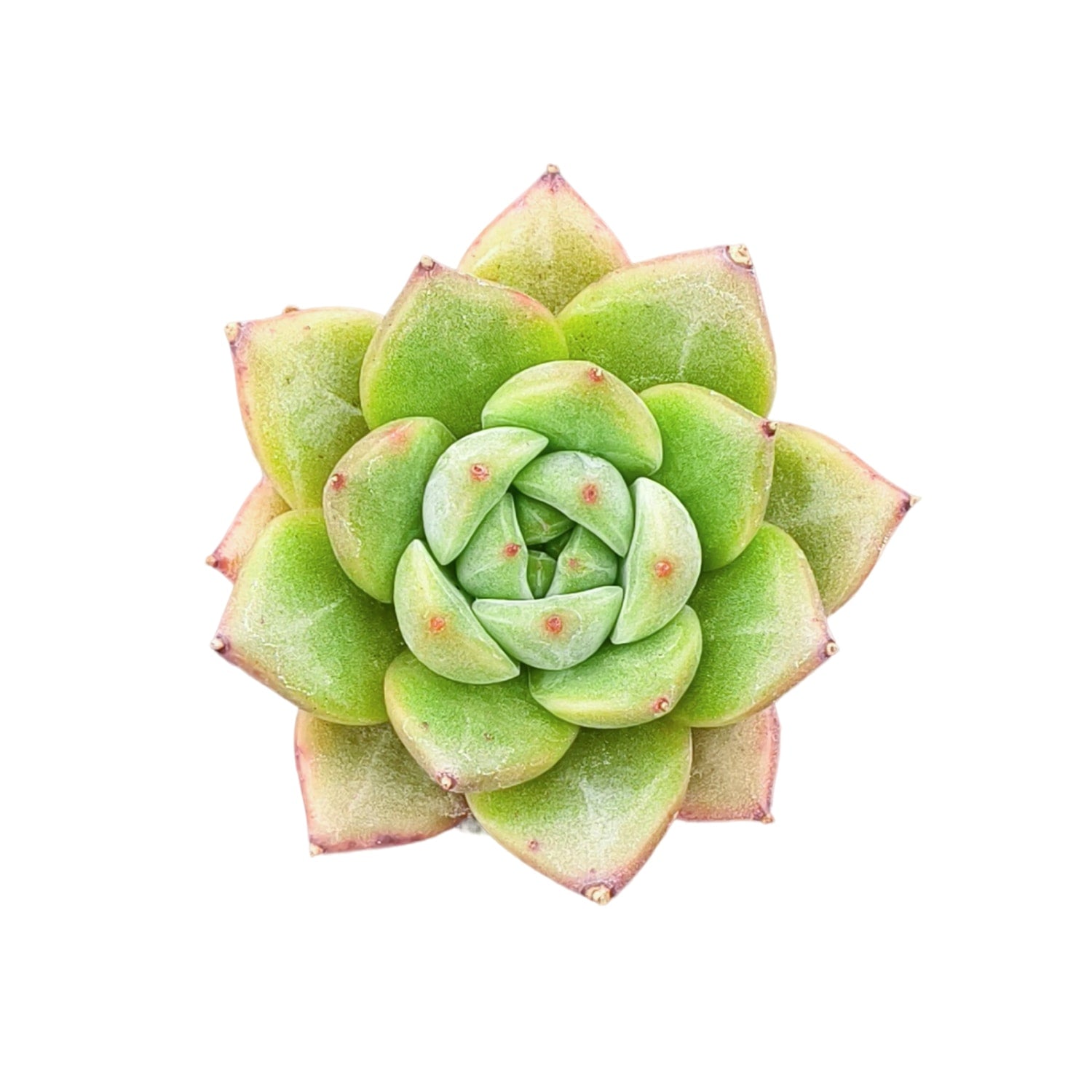 seelene succulents Echeveria 'Selene Spumante'