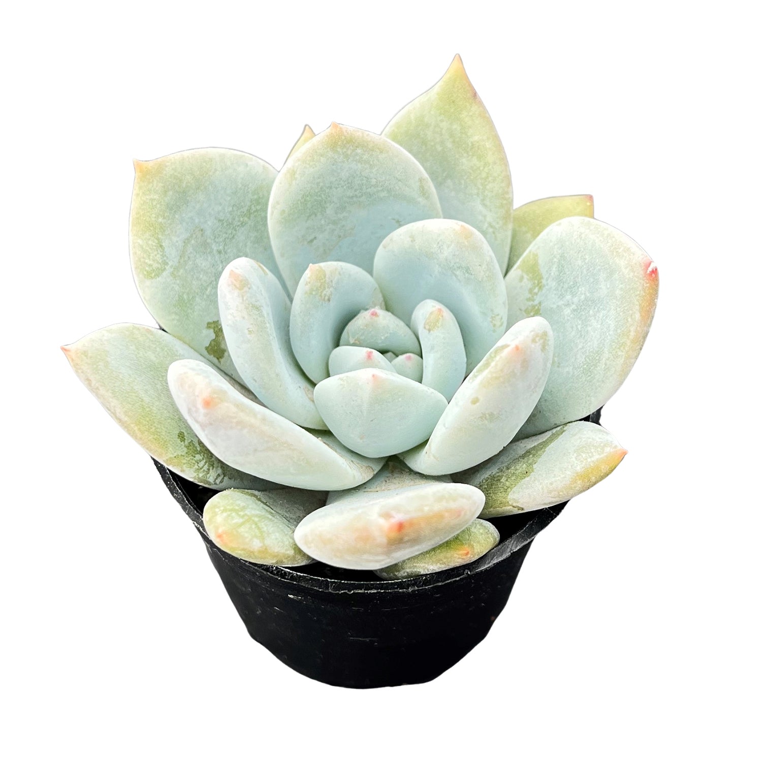 snow angel succulent Echeveria Snow Angel Sugar Heart (Rare)