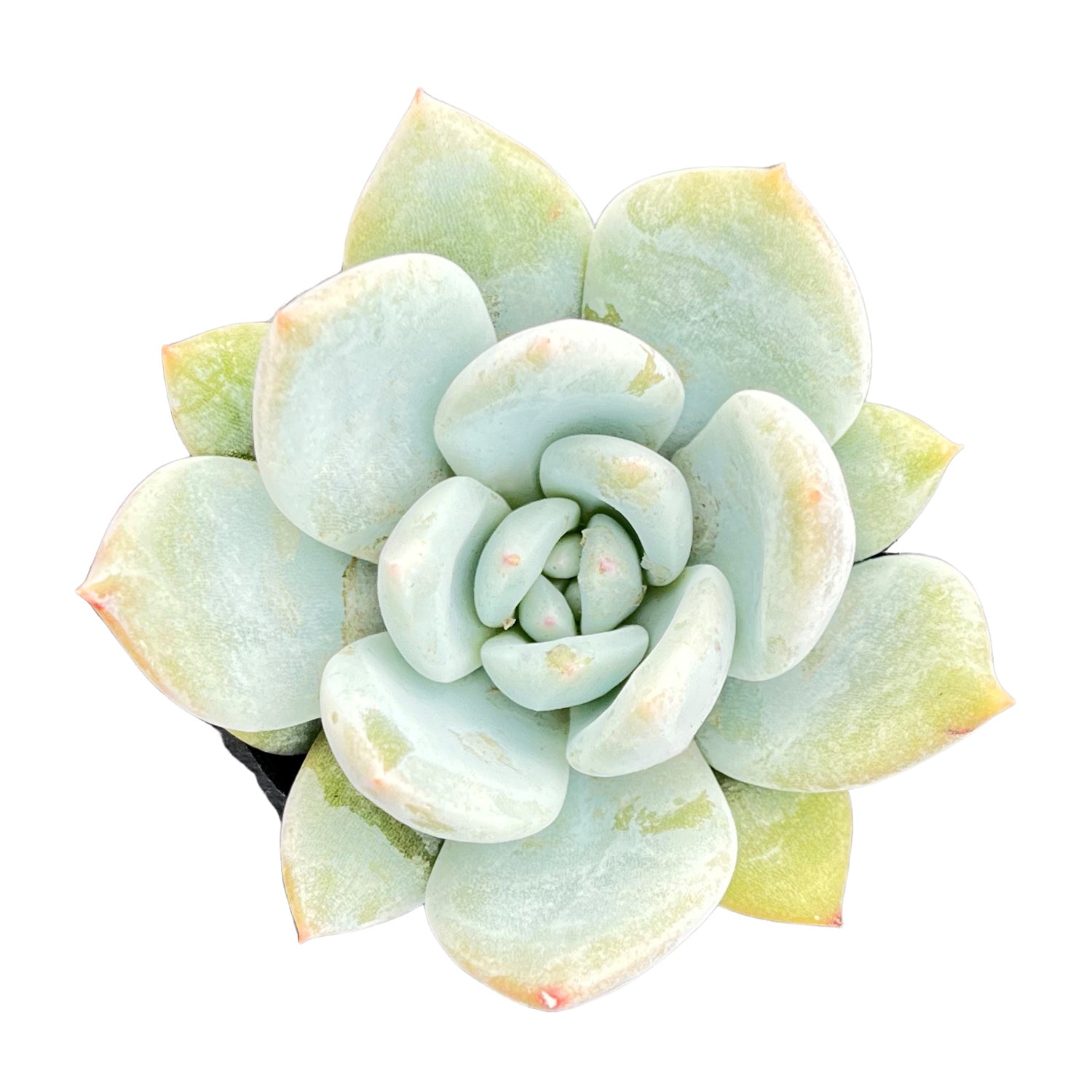 snow angel succulent Echeveria Snow Angel Sugar Heart (Rare)