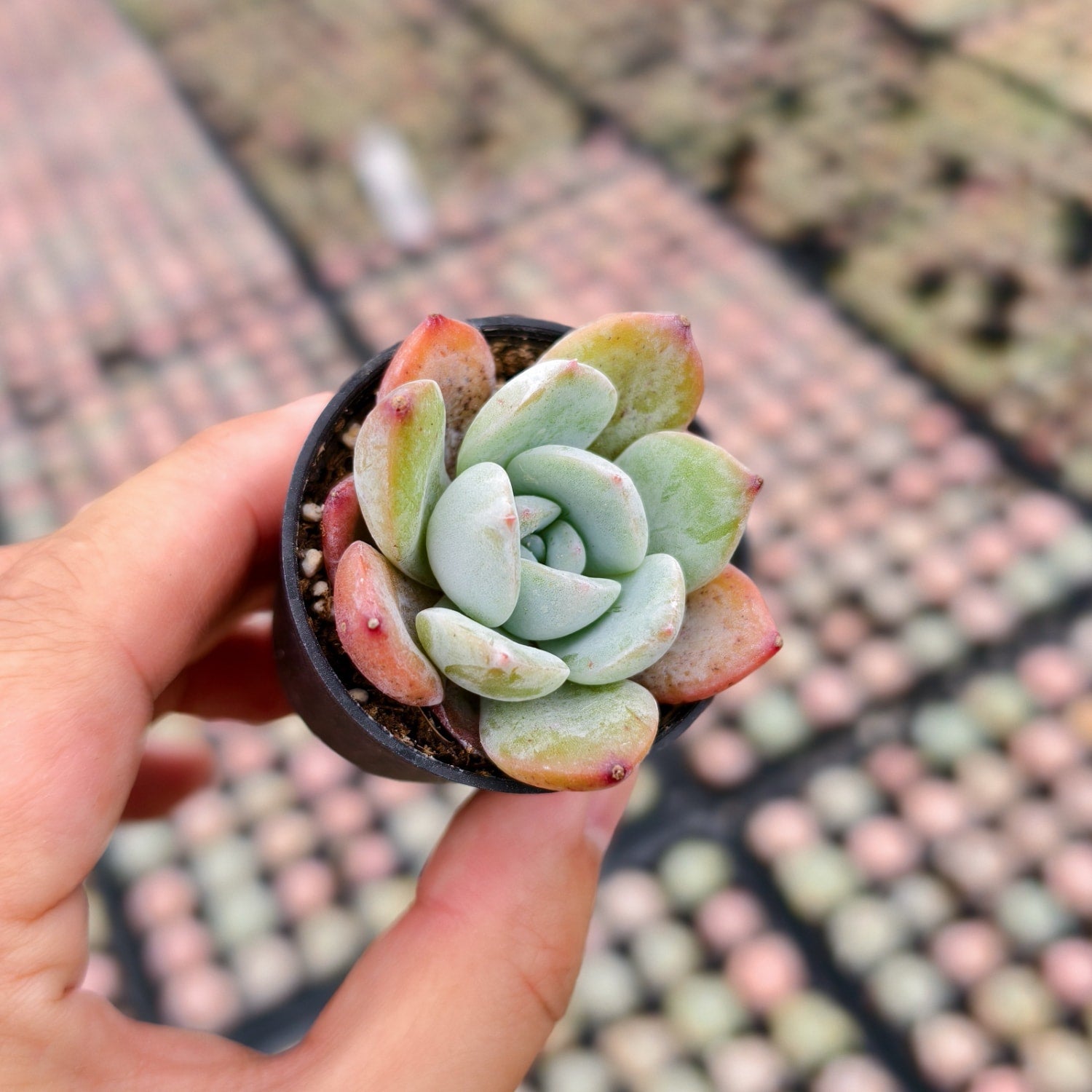 mark succulent Echeveria 'Star Mark'