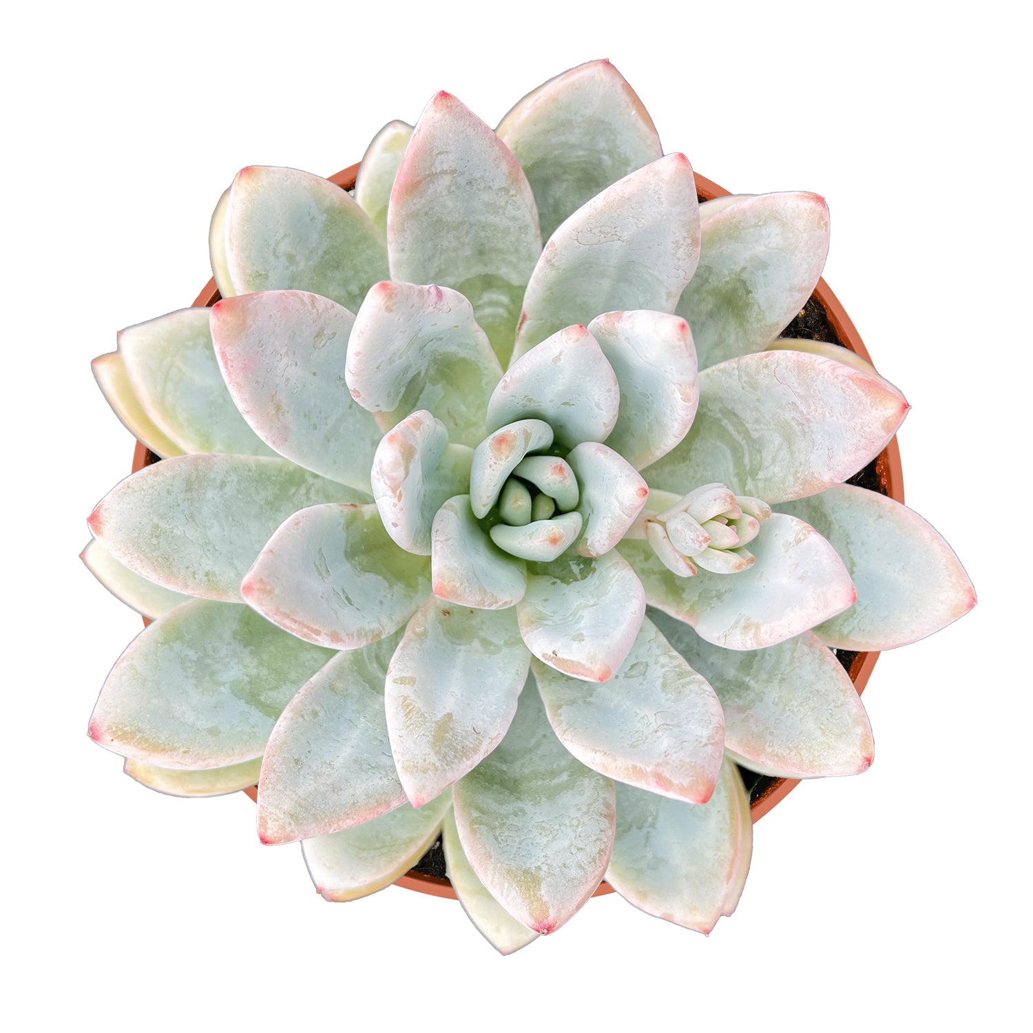 snowfall succulent Echeveria Star Snow (4 inch)