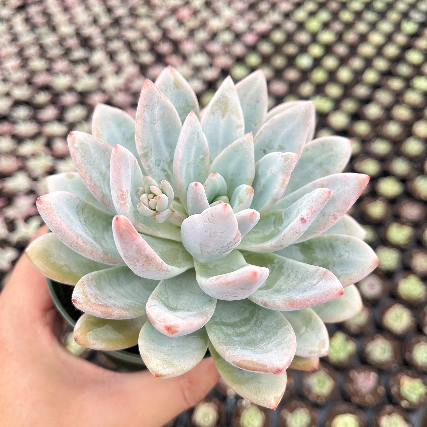 star succulent plant Echeveria Star Snow (4 inch)