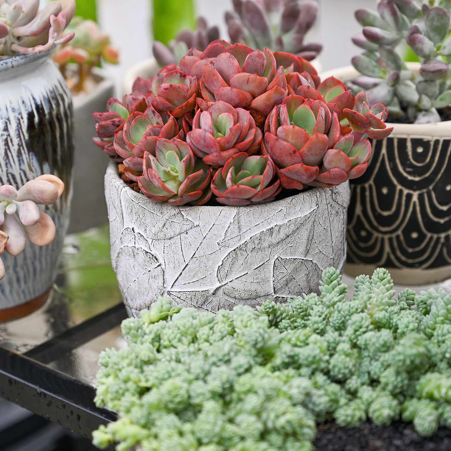 suyon succulent Echeveria 'Suyon' (4 inch)