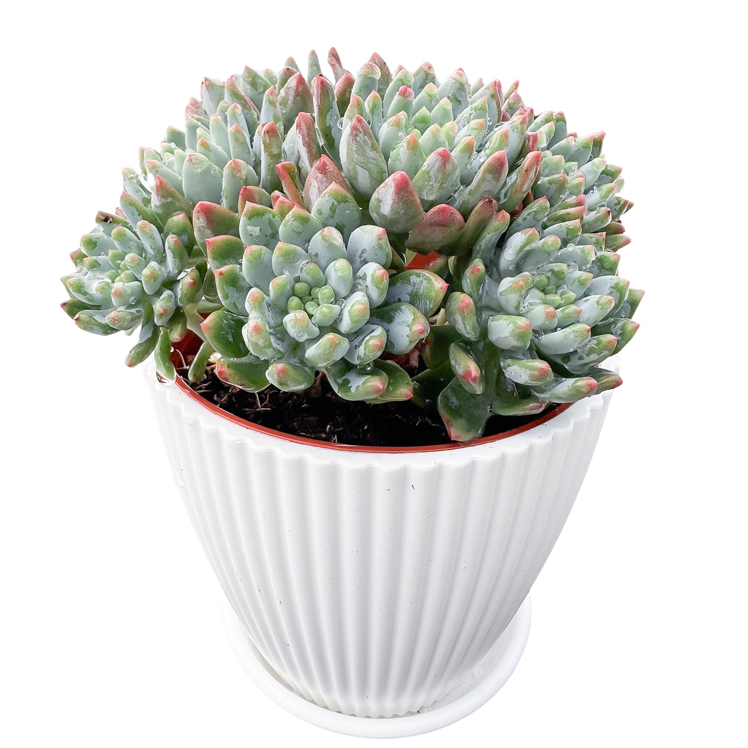 blue elf succulent propagation Echeveria cv. Blue Apple/ Blue Elf (4 inch)