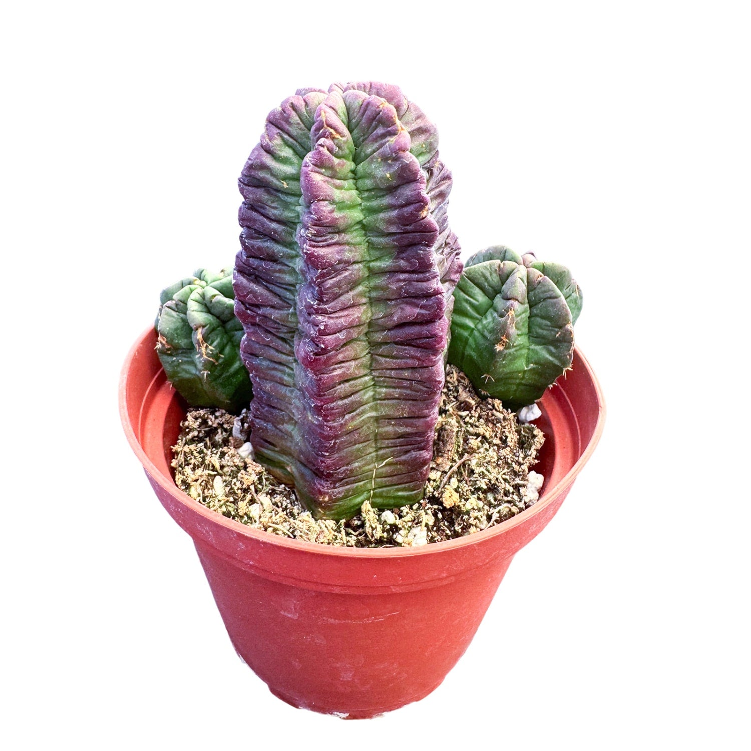 echinocereus morricalii Echinocereus viereckii subs. morricalii (4 inch) – Thenextgardener
