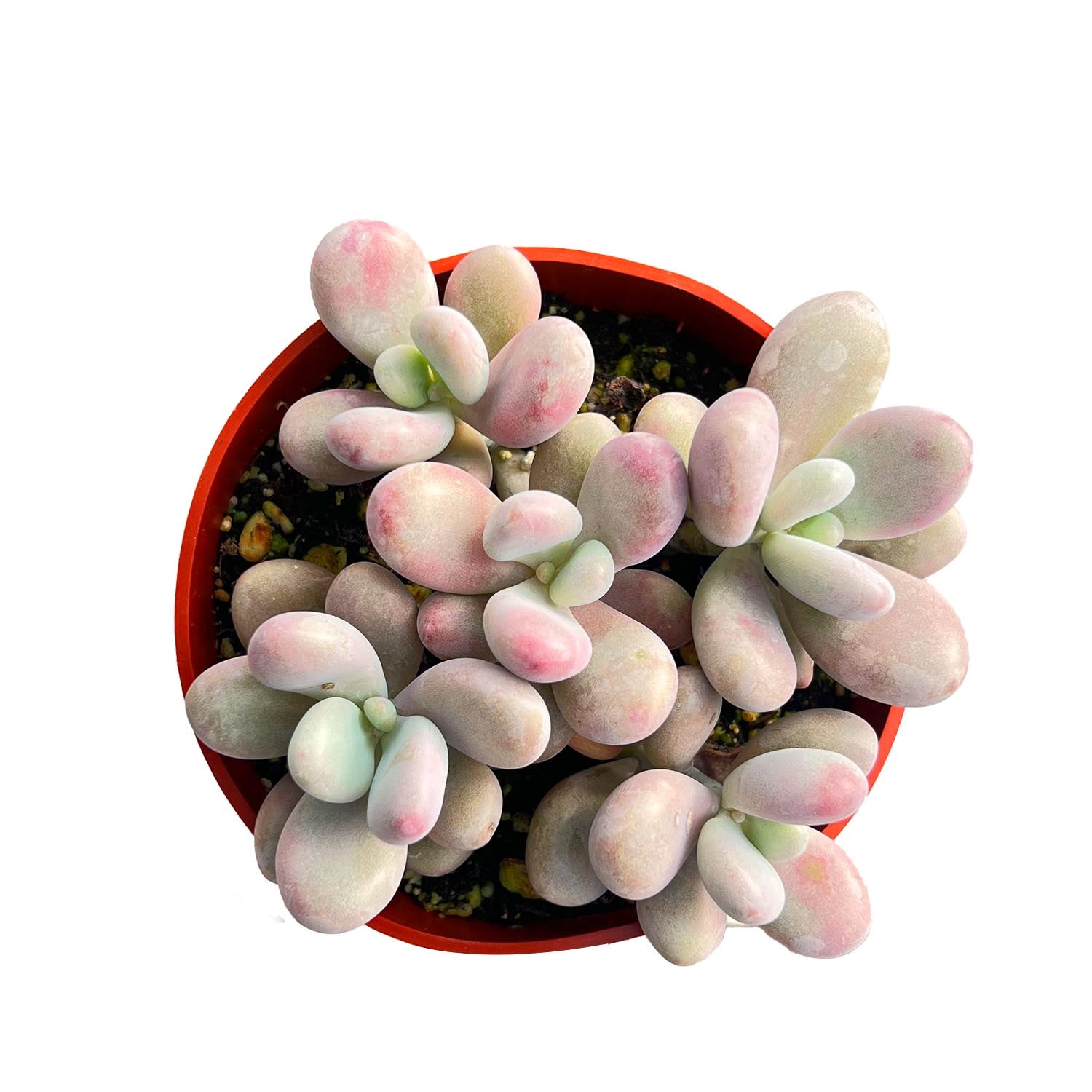 amethystinum succulents Graptopetalum Amethystinum (4 inch)