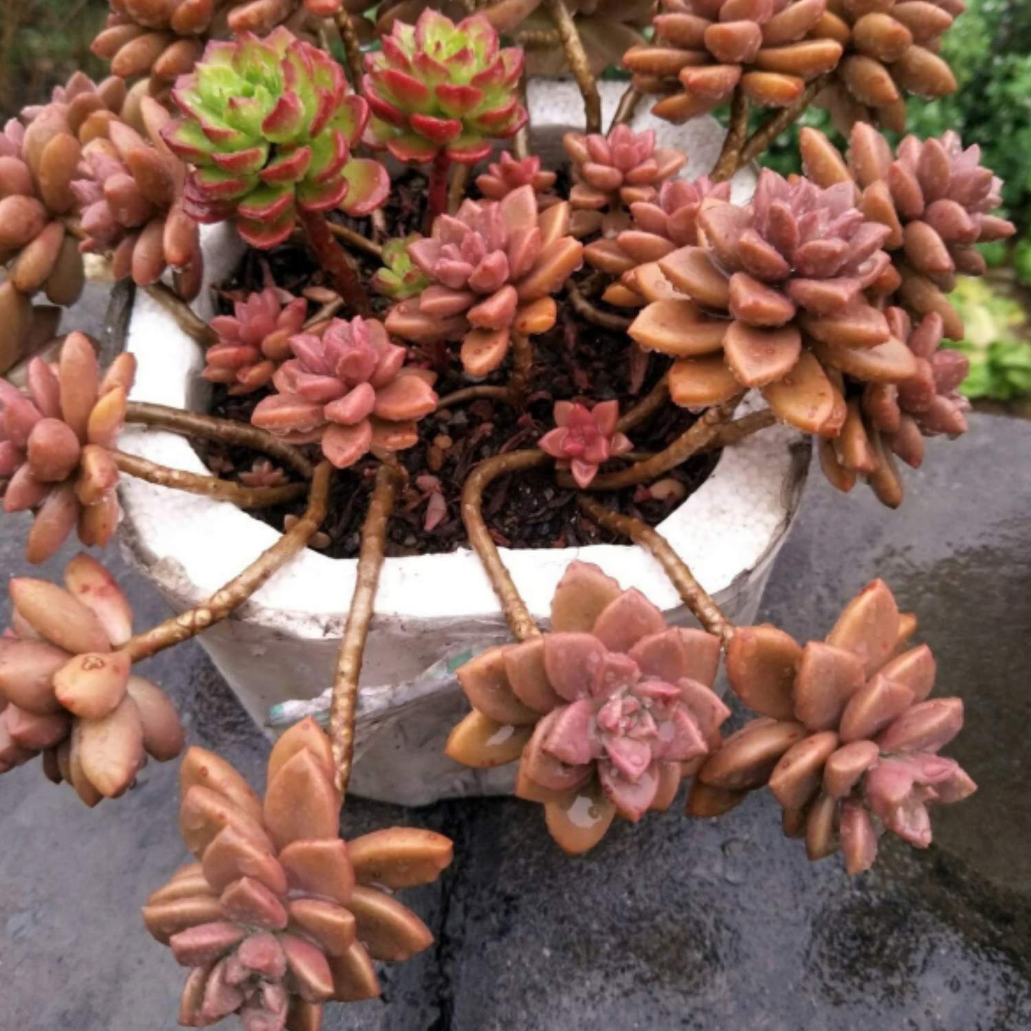 bronze succulent Graptopetalum Paraguayense cv.bronze
