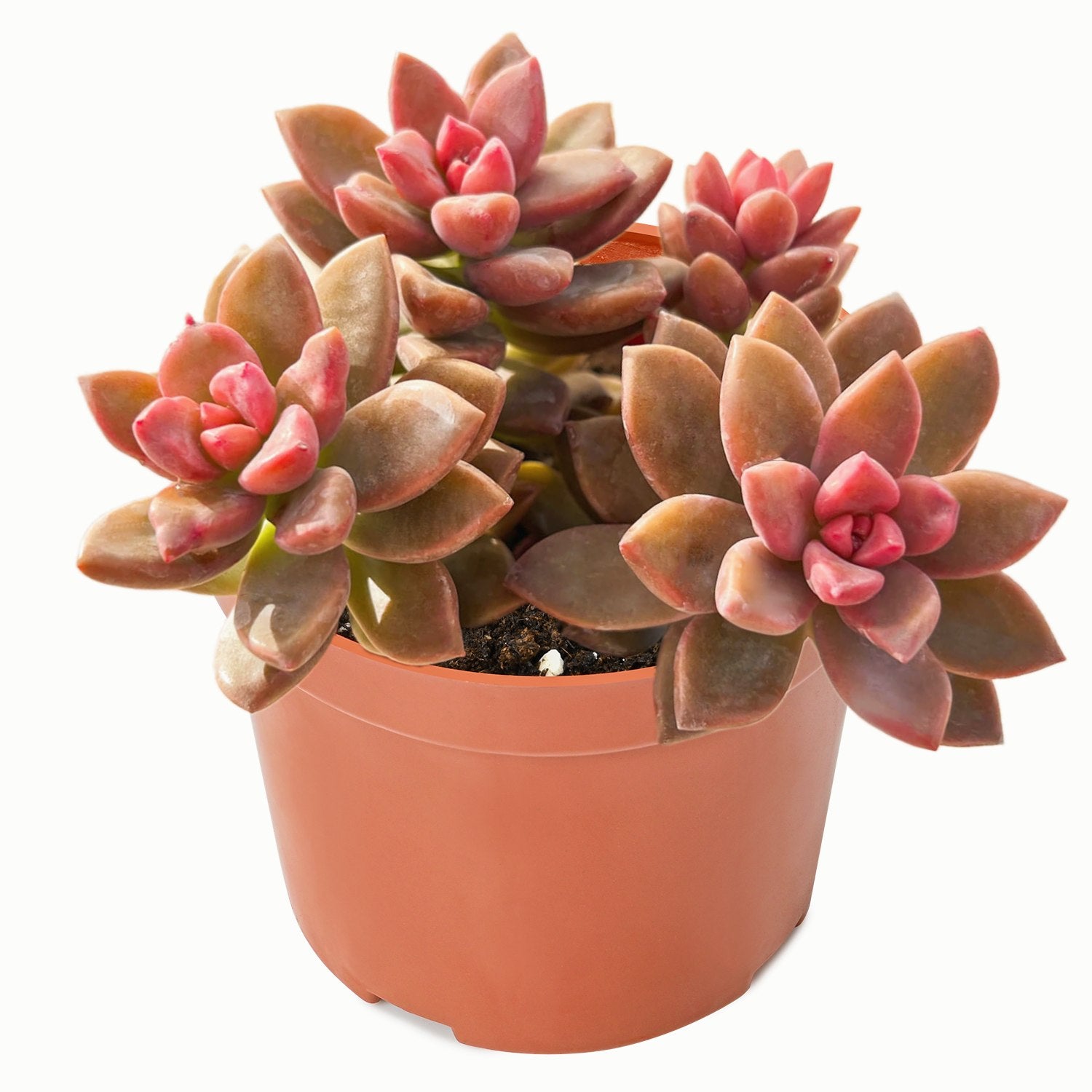 paraguayense succulent Graptopetalum Paraguayense cv.bronze (4 inch)