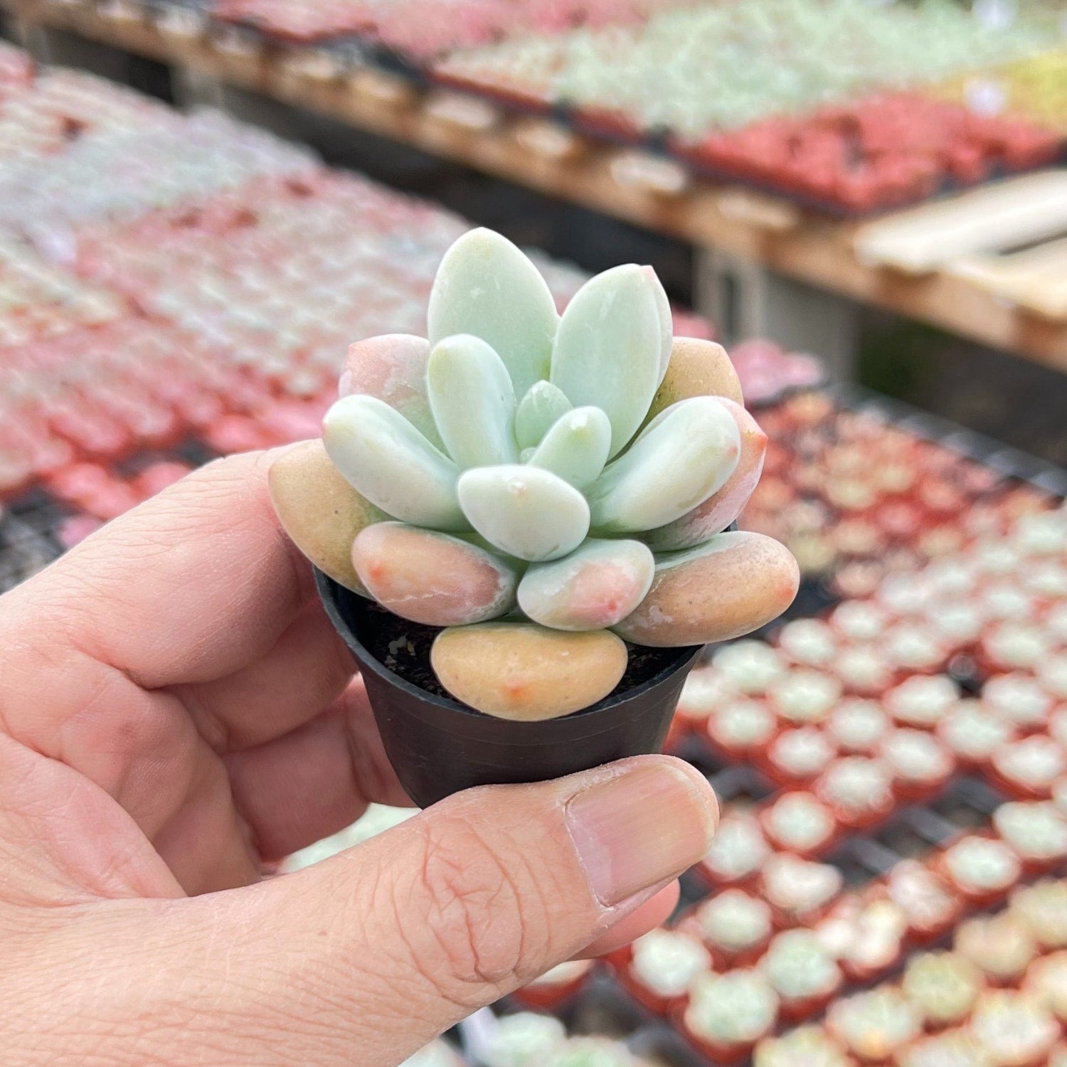 miul succulent Graptosedum Miul 1 Plant