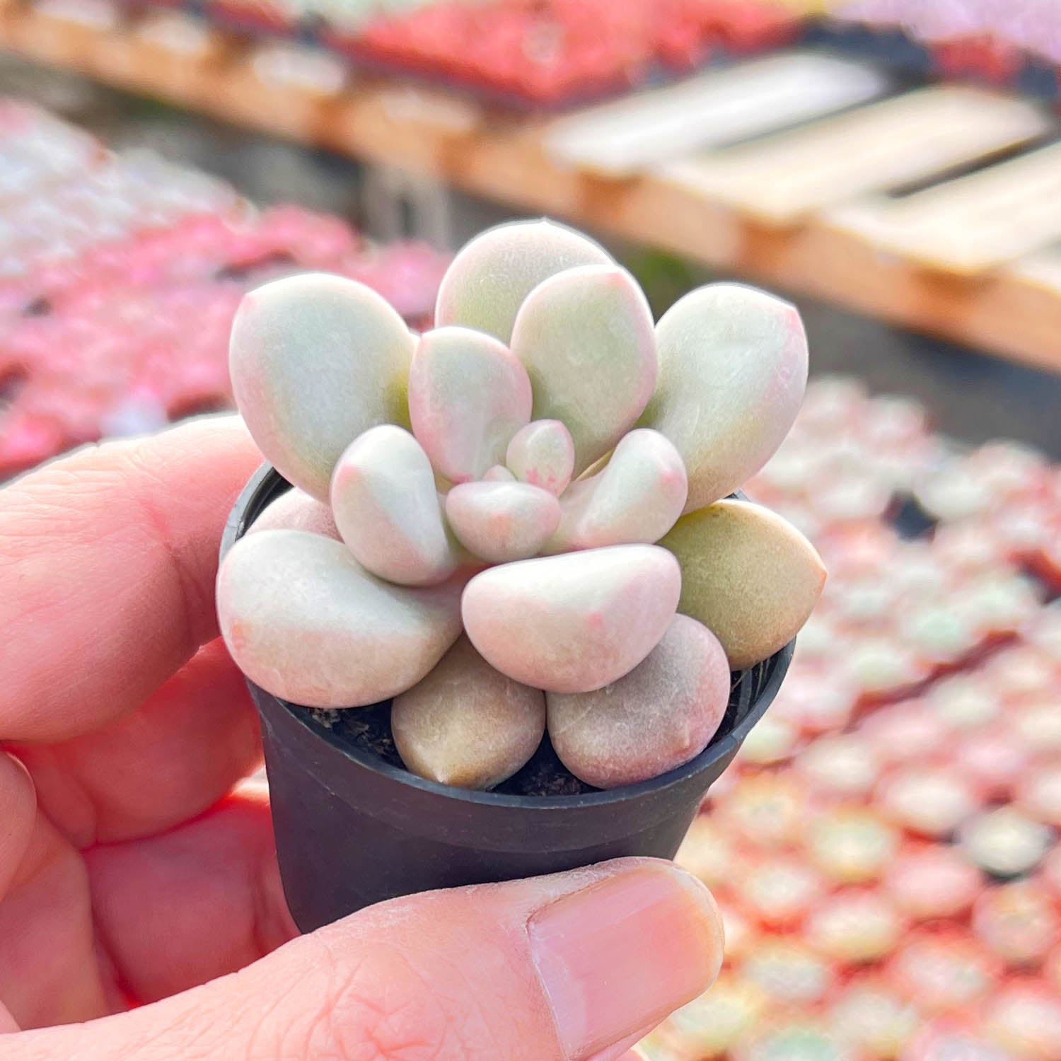 avant garde succulent Graptoveria 'Avant-garde' (Rare)