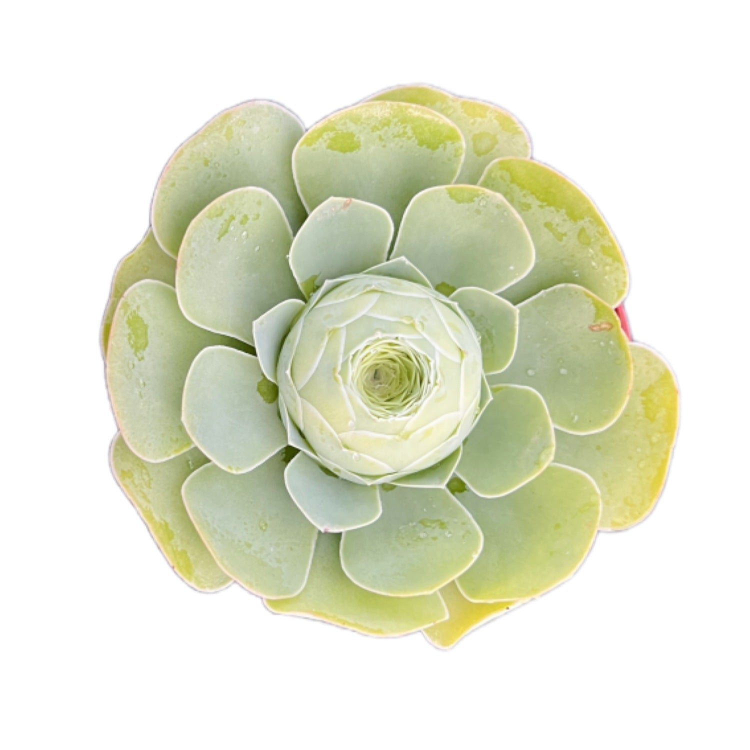 mona lisa succulent Greenovia Mona Lisa (4 inch)