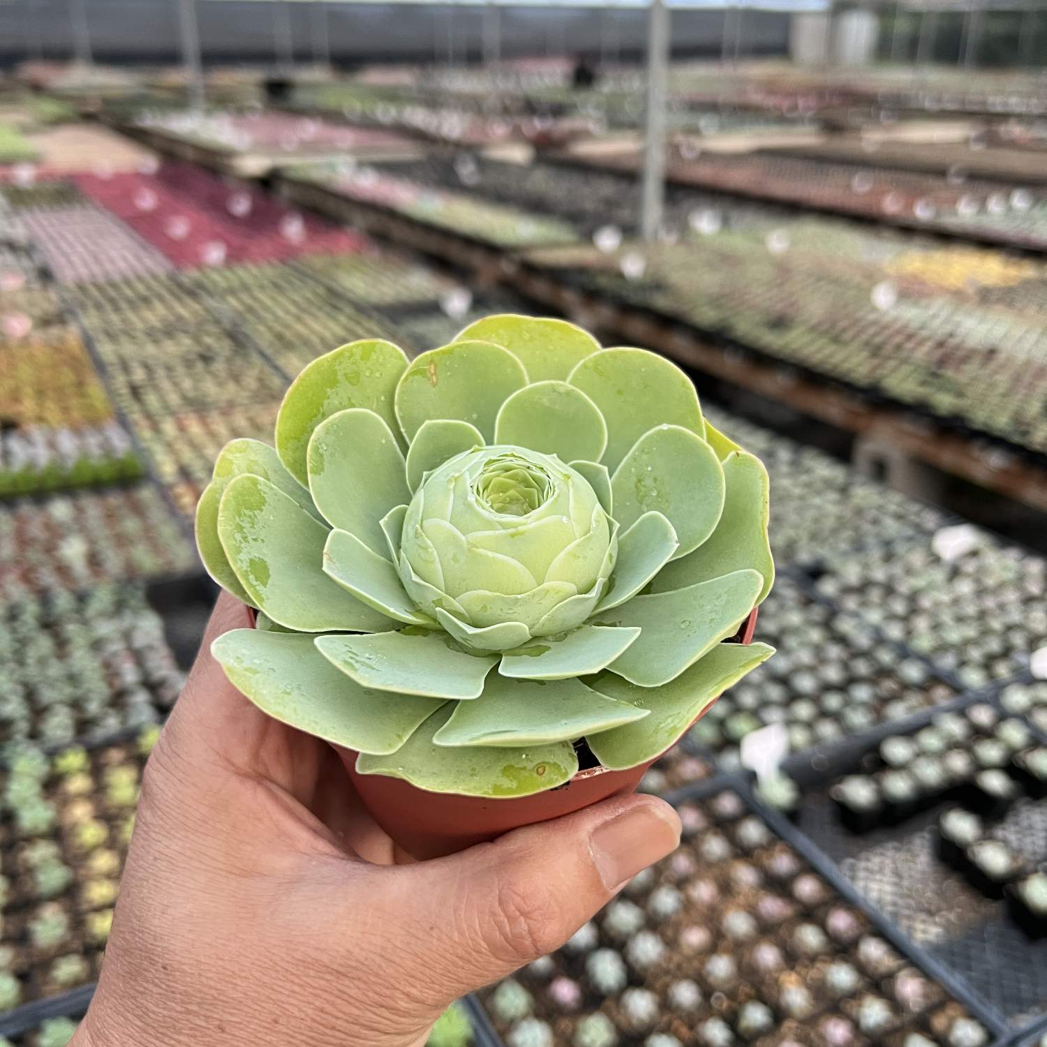 mona lisa succulent Greenovia Mona Lisa (4 inch)