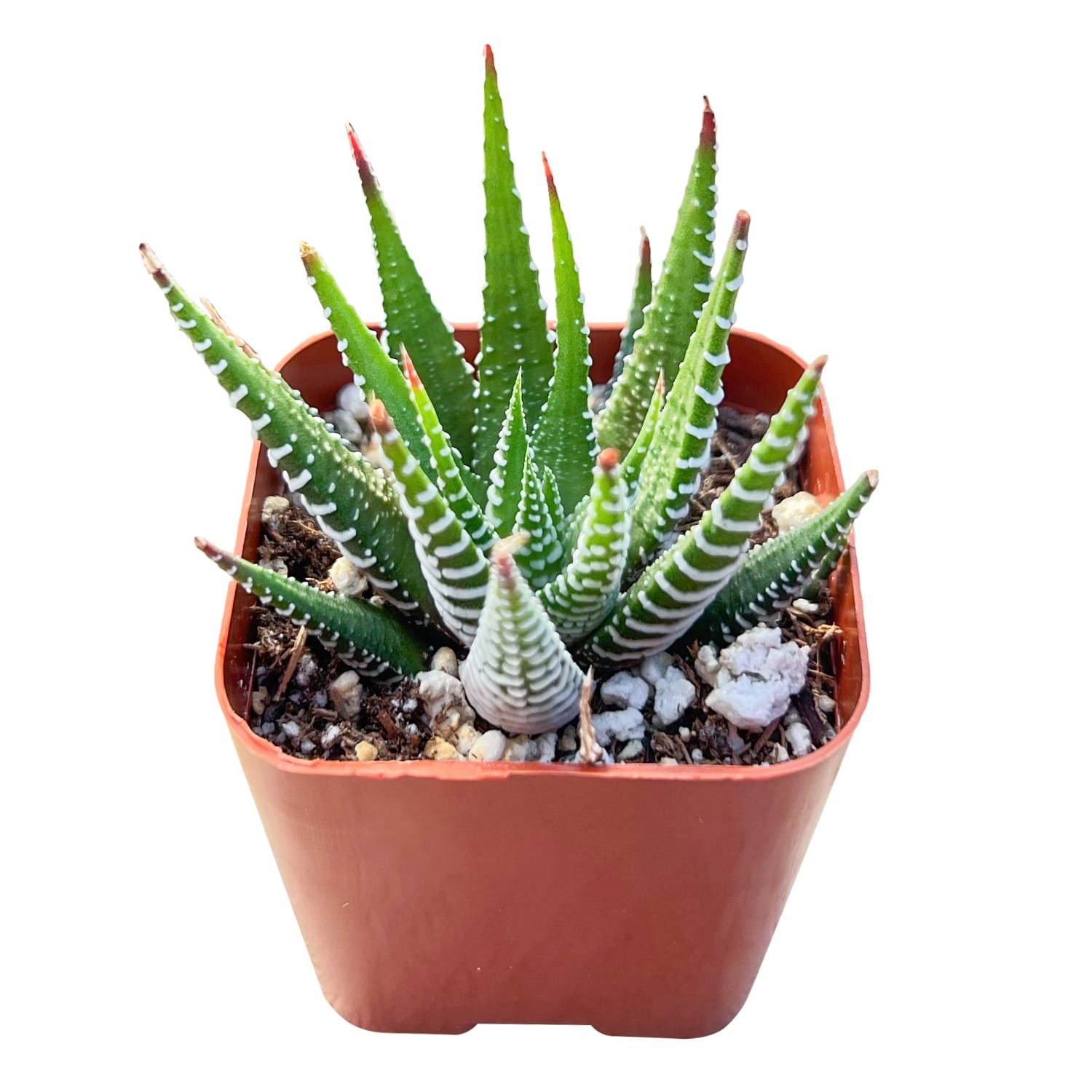 succulents box haworthia zebra plant Haworthia fasciata 'Big Band'