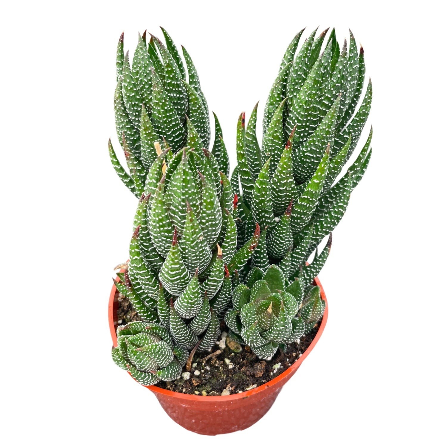 african pearls succulent Haworthia coarctata (4 inch)