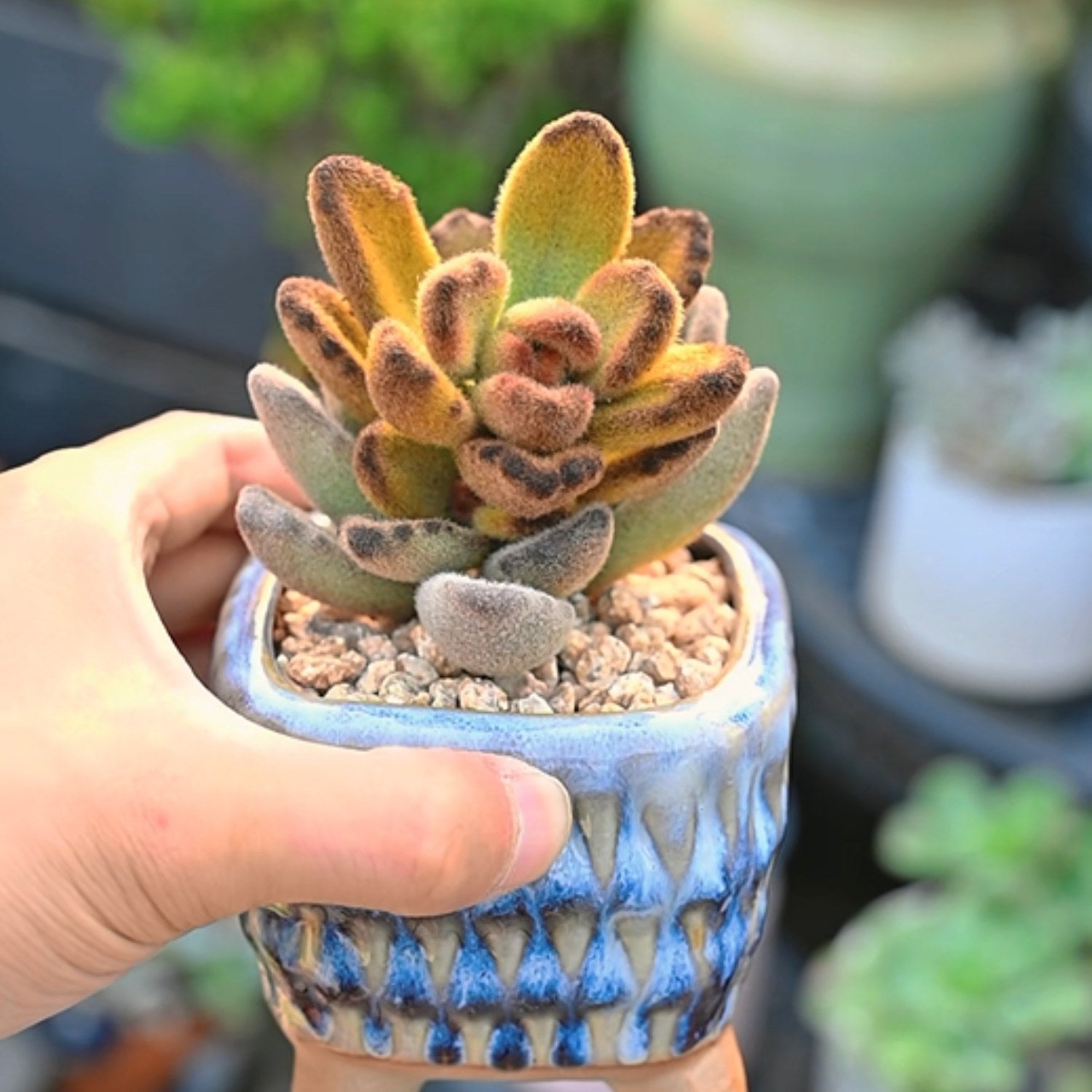 teddy bear succulent propagation Kalanchoe Tomentosa 'Teddy Bear'