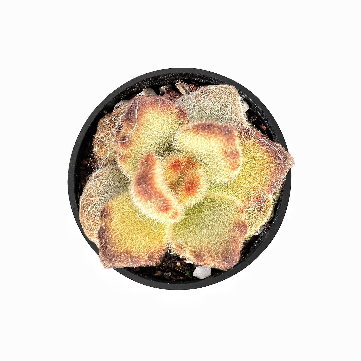 teddy bear succulent care Kalanchoe Tomentosa 'Teddy Bear'