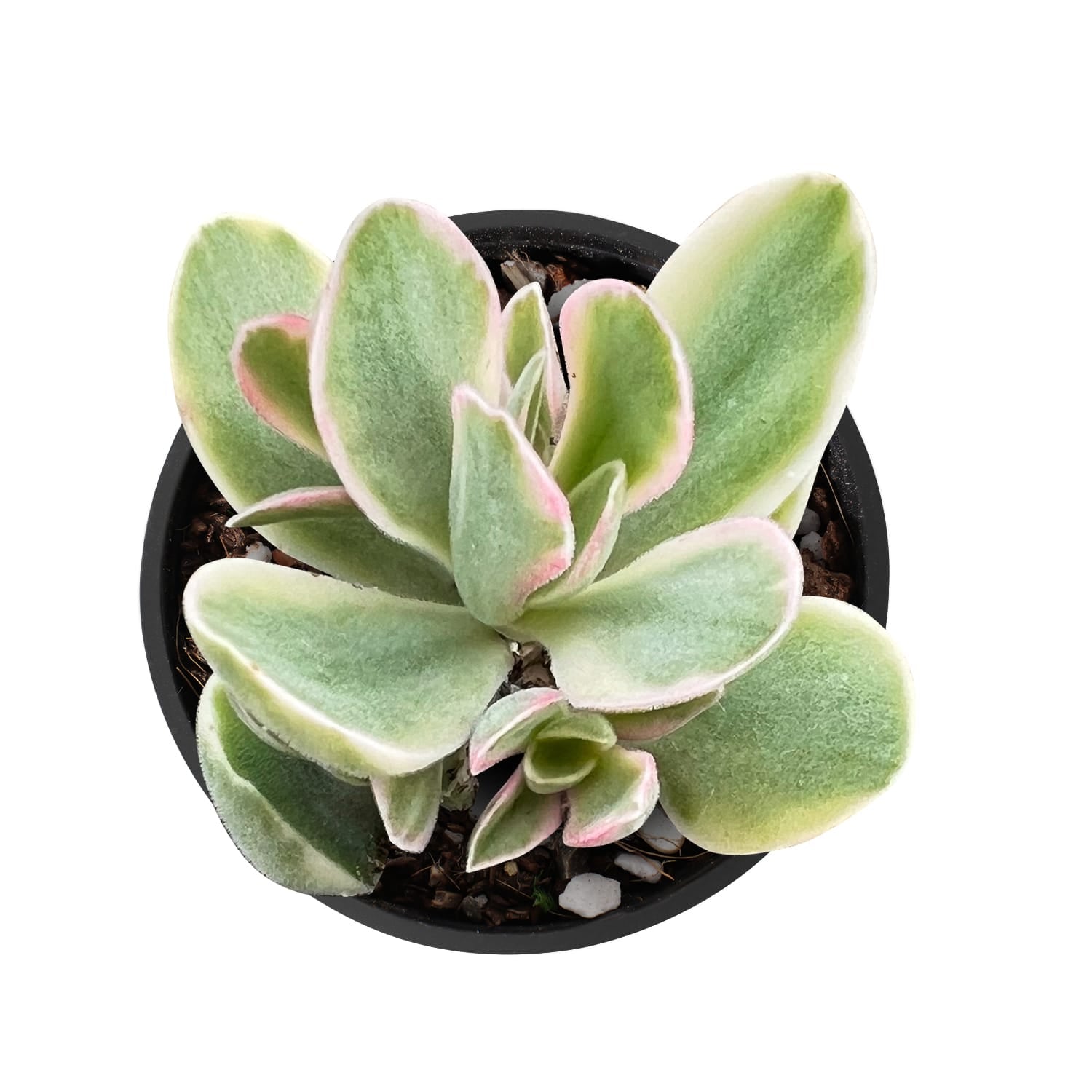 Crassula atropurpurea var. muiriivariegata /Money Maker Variegata 