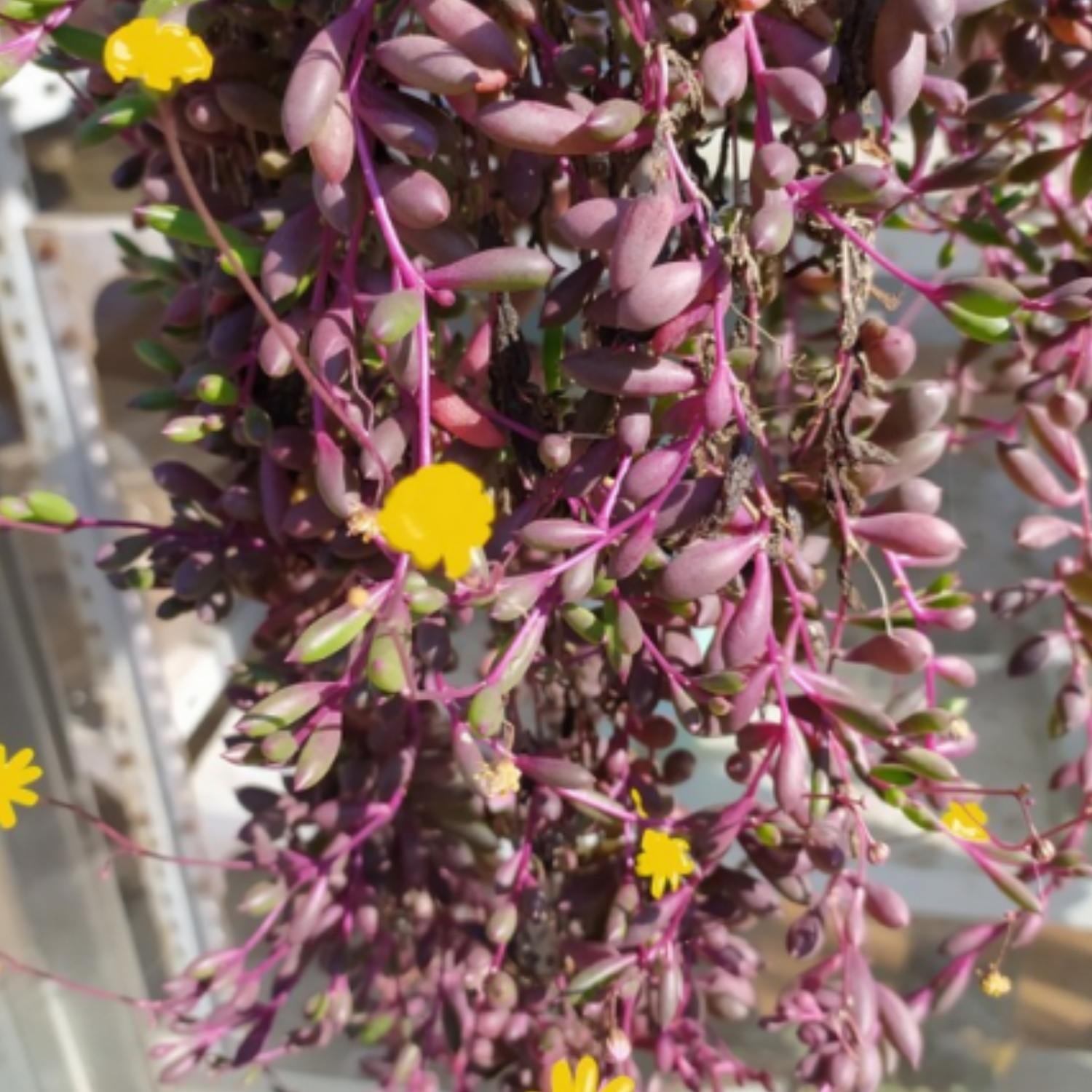 ruby necklace hanging plant Othonna Capensis/Ruby Necklace, Trailing Succulent