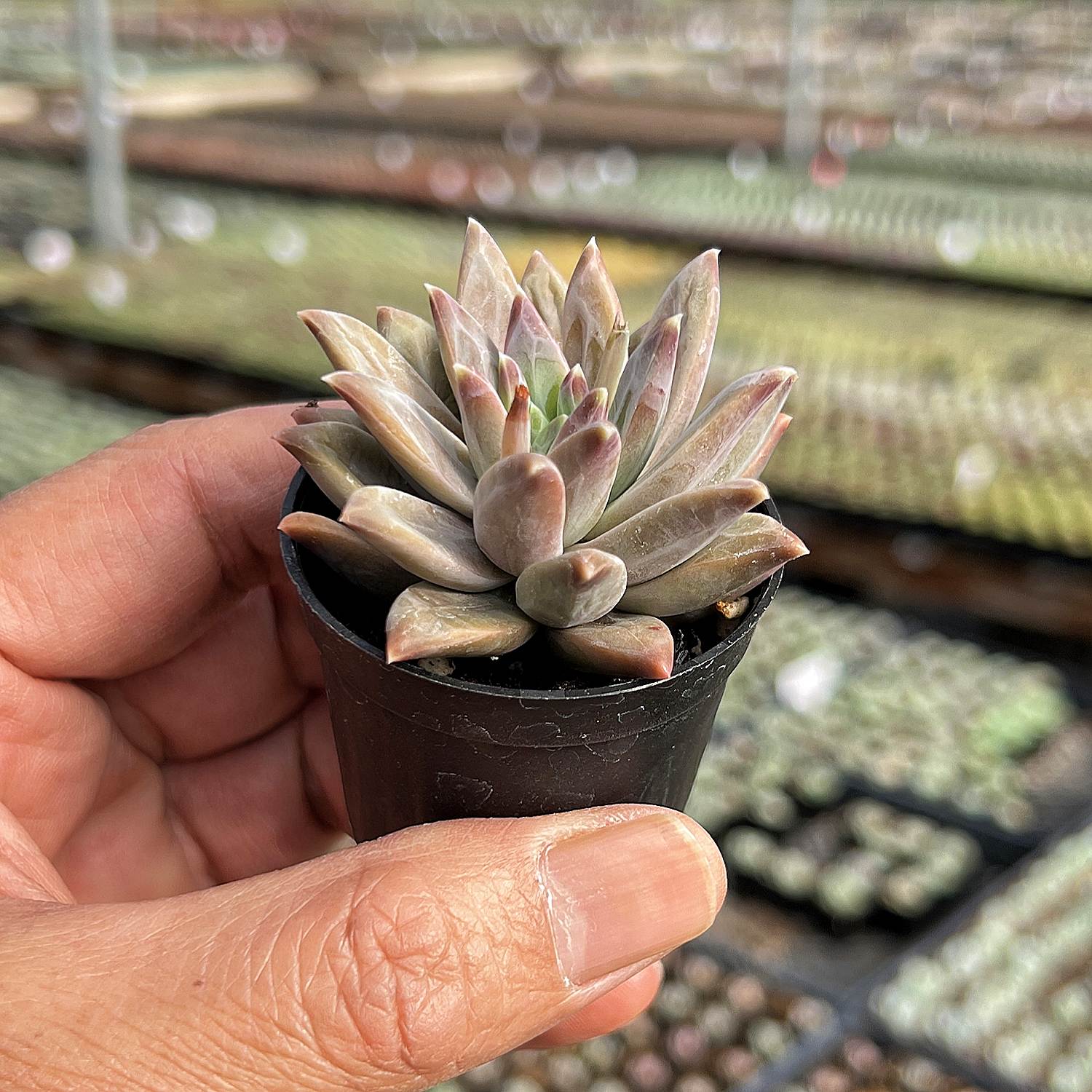 pachyphytum compactum succulent Pachyphytum Compactum Rose (Rare)