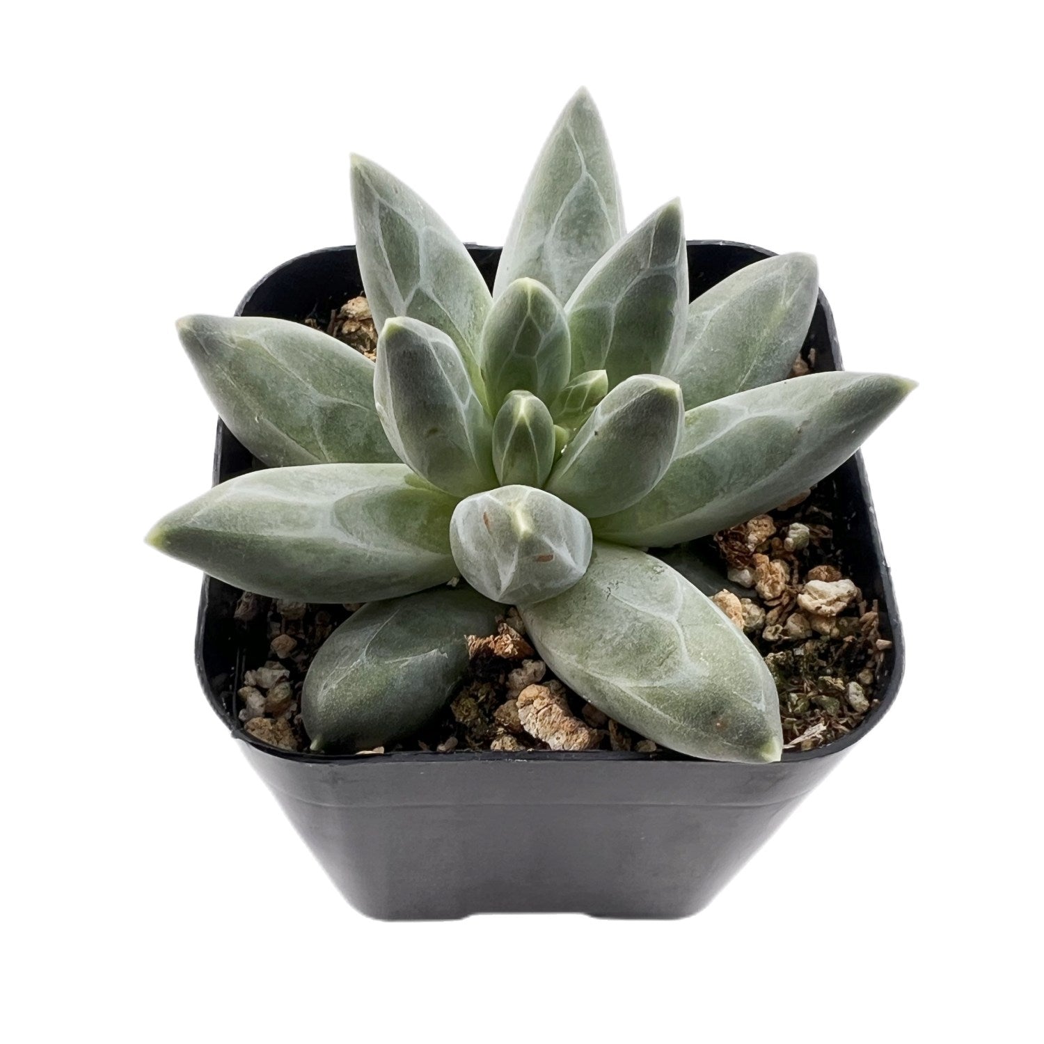pachyphytum compactum succulent Pachyphytum Compactum
