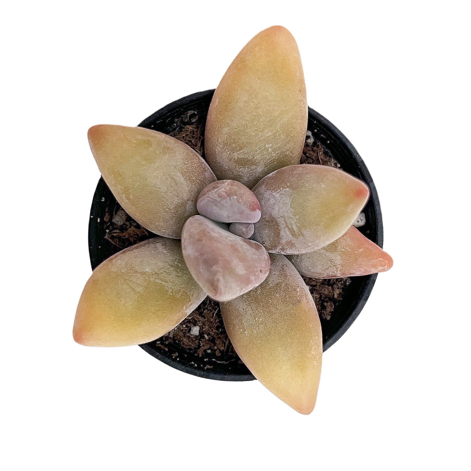 succulent mango Pachyphytum Mango Beauty