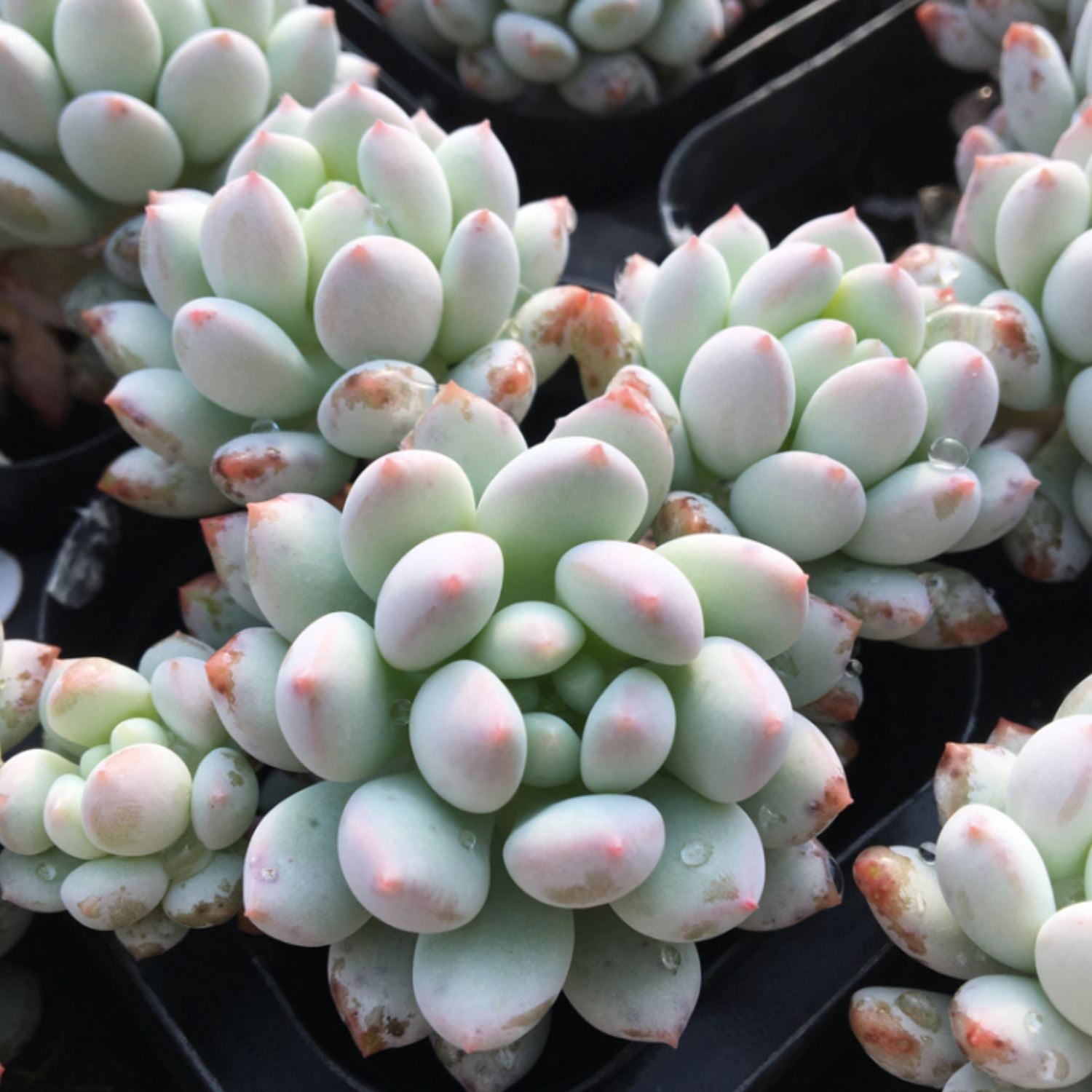 jeweled crown succulent Pachyveria Crown Ball
