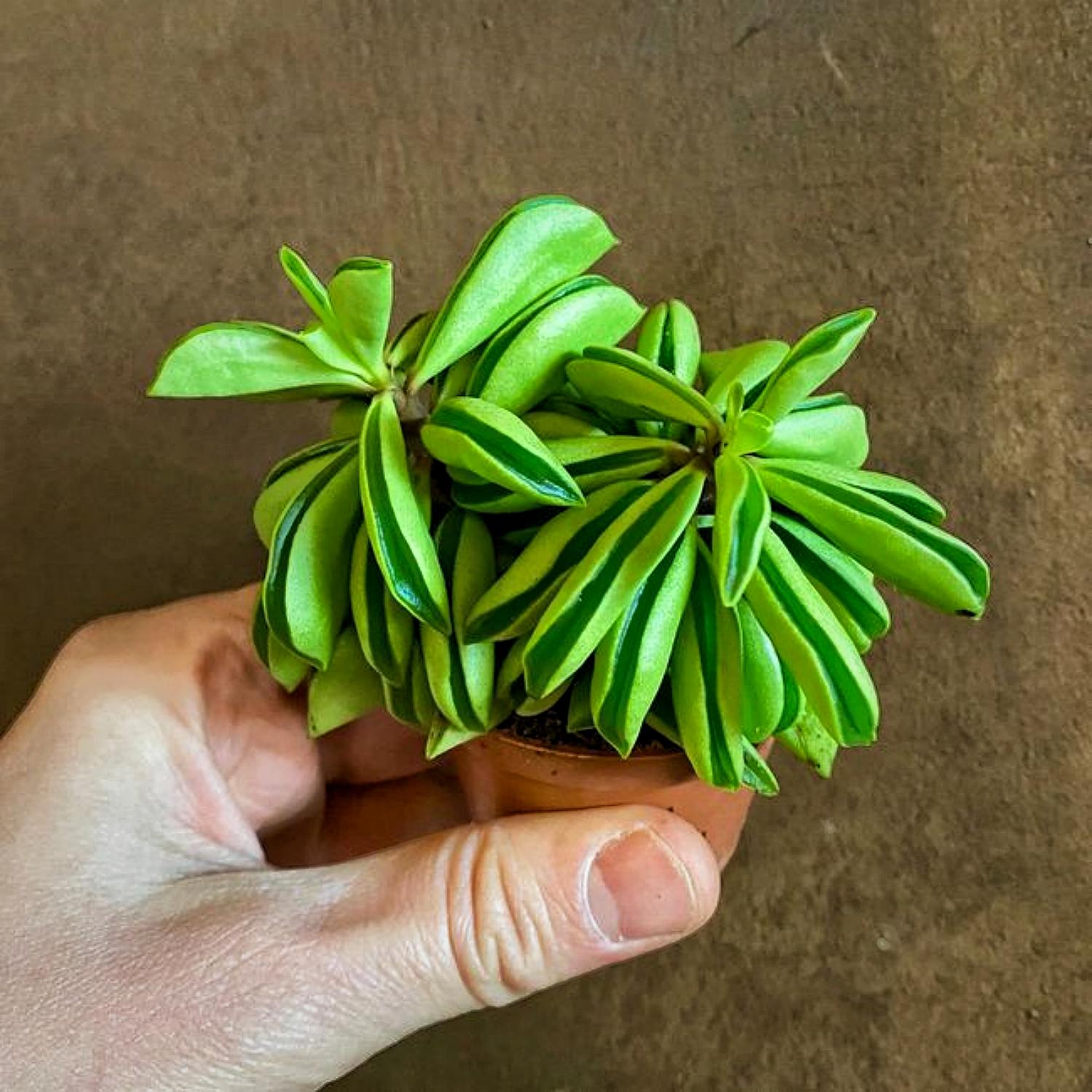 peperomia prayer plant Peperomia dolabriformis(Prayer Pepper) – Thenextgardener