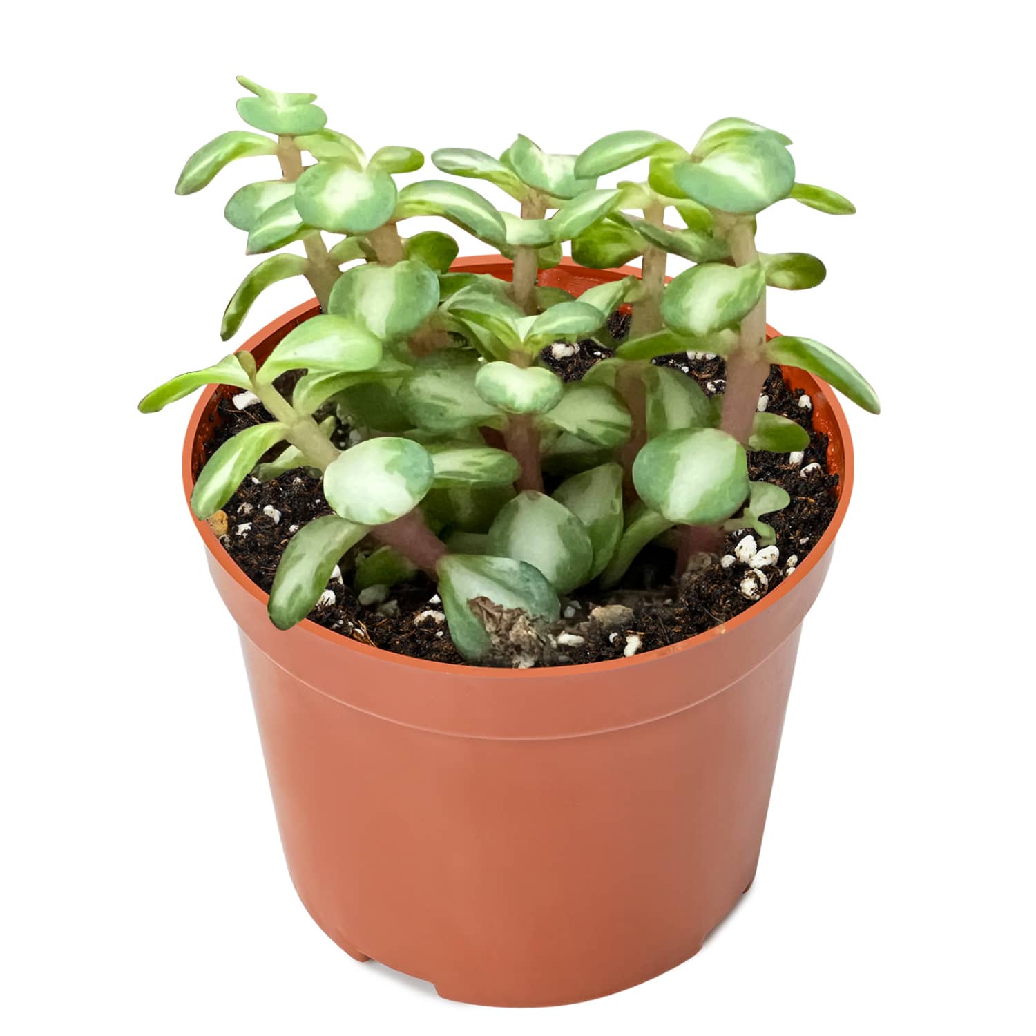 buy portulacaria afra medio-picta midstripe rainbow bush Portulacaria afra "Medio-picta' / Midstripe Rainbow Bush (4 inch)