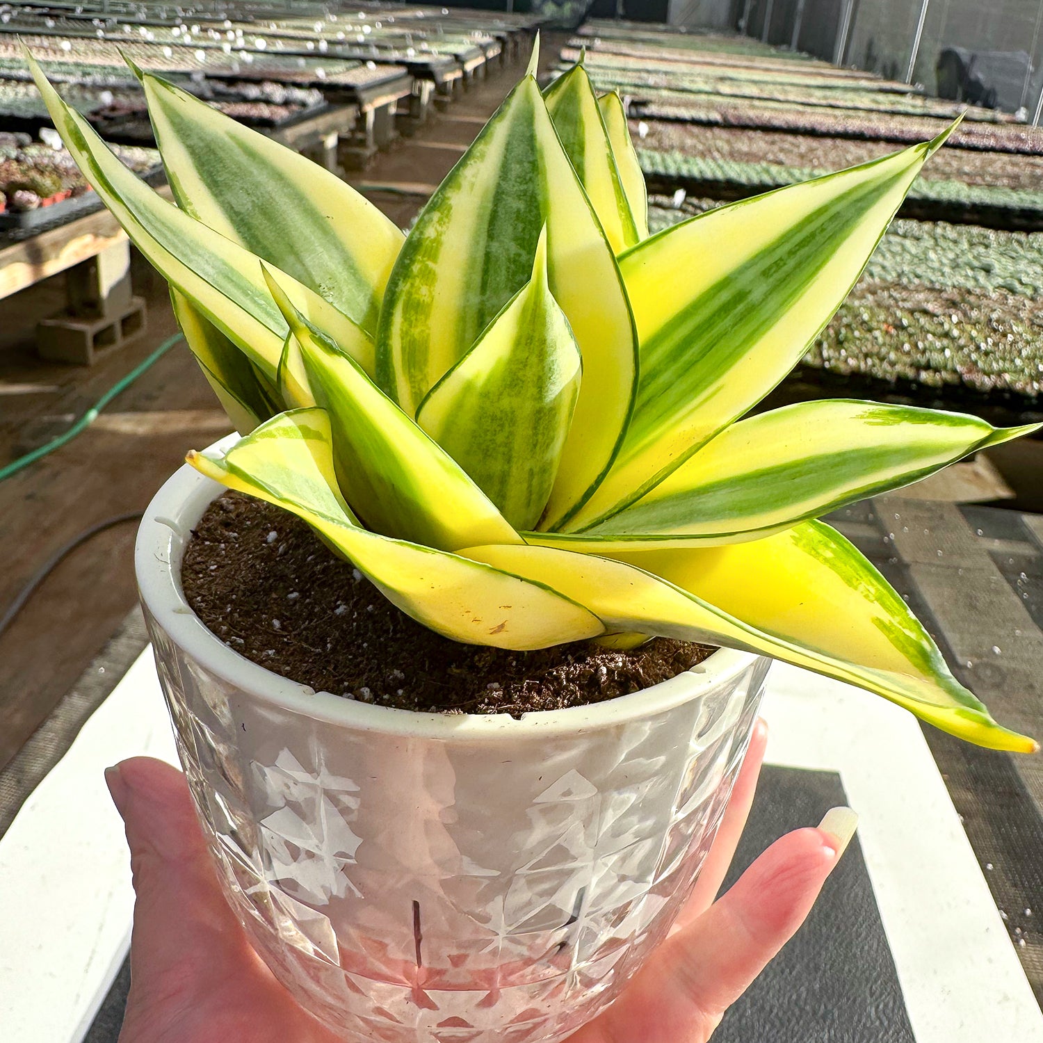 sansevieria hahnii cream 4" Sansevieria 'Golden Hahnii' in Self-watering Pot – Thenextgardener