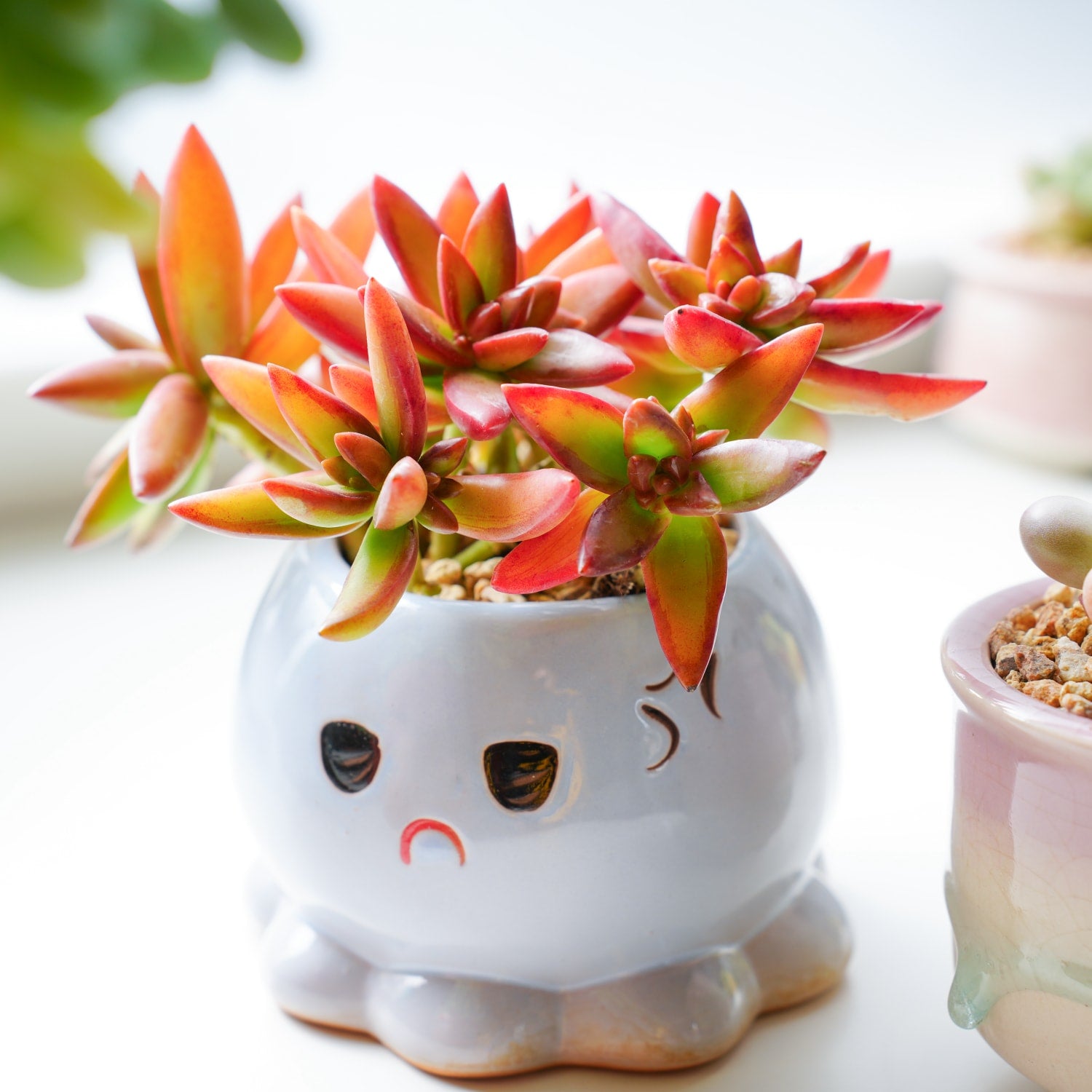 soothe and go succulent Sedum Adolphi 'Firestorm'