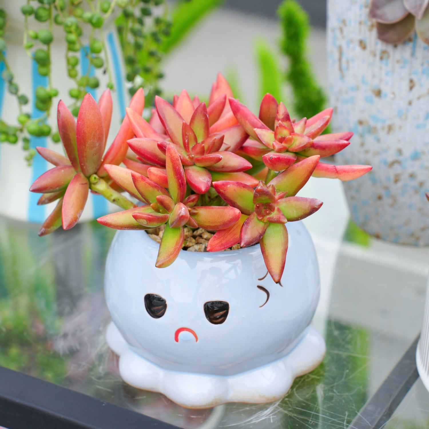 firestorm succulent care Sedum Adolphi 'Firestorm'