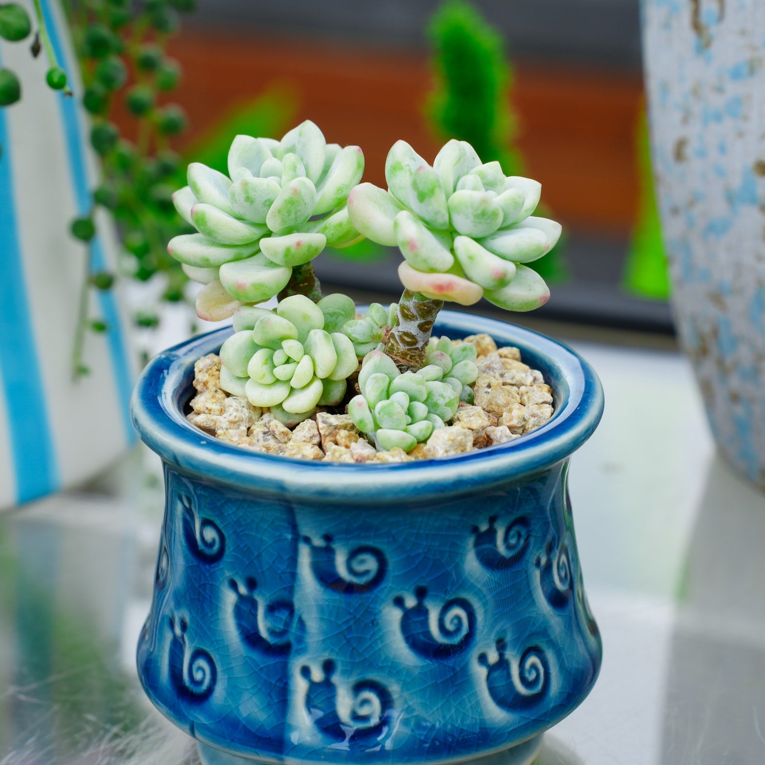 sedum clavatum succulent Sedum Clavatum Variegated