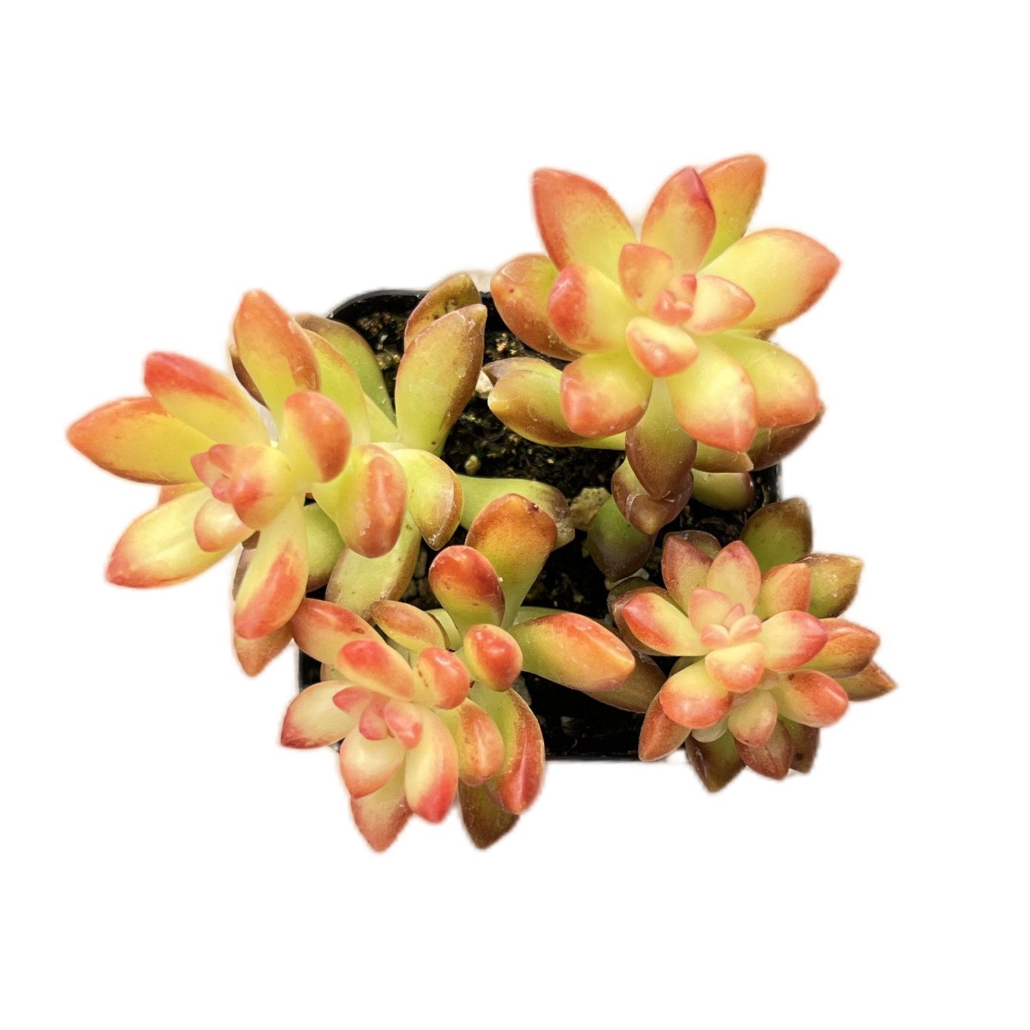 succulent shooting star Sedum adolphii 'Shooting Stars'