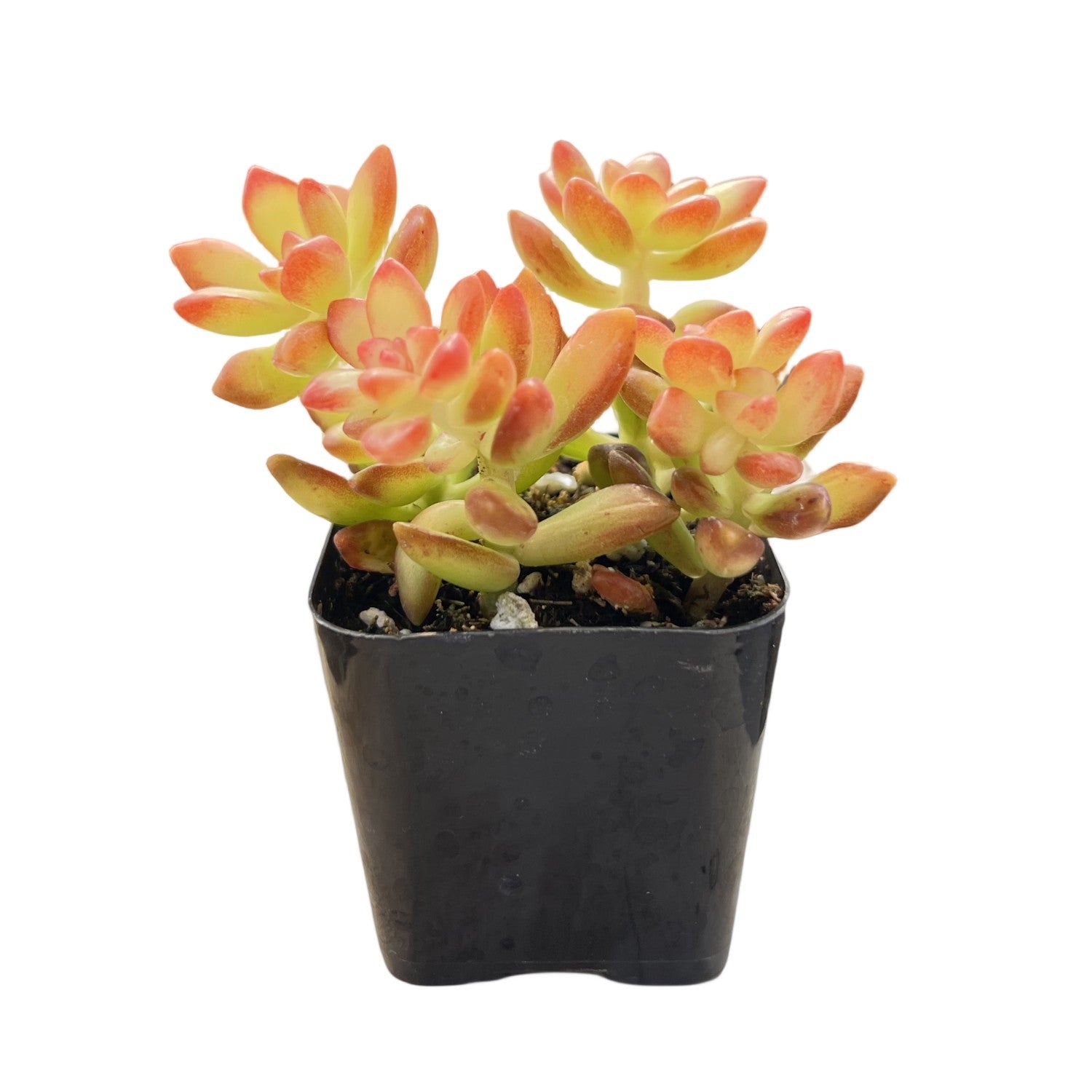 adolphii succulent Sedum adolphii 'Shooting Stars' 1 Plant