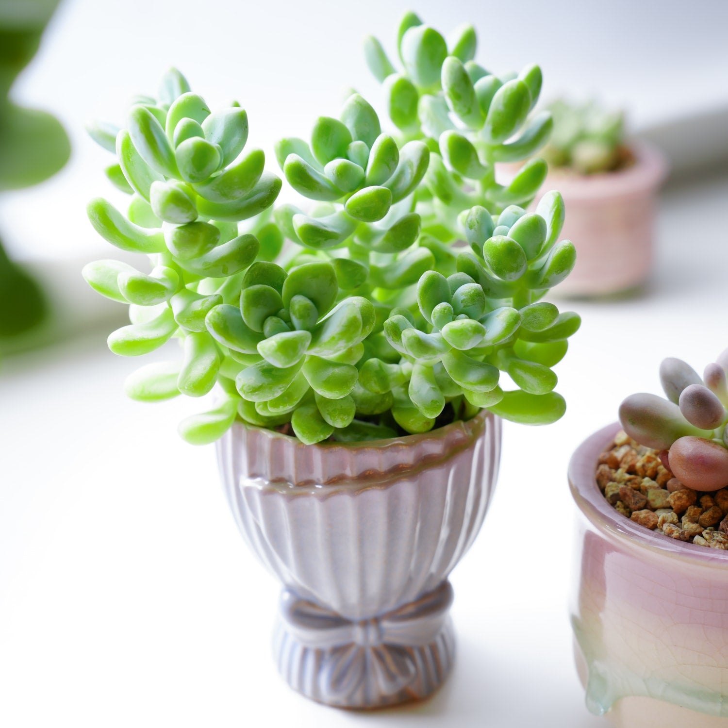 small succulent plants for sale Sedum Treleasei