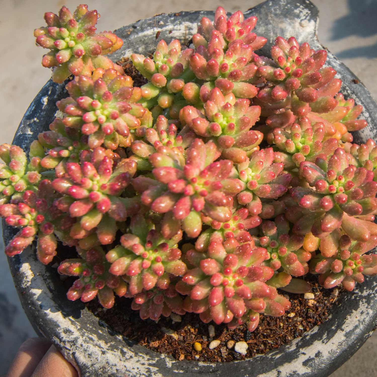 roseum succulent plant Sedum Rubrotinctum 'Roseum'