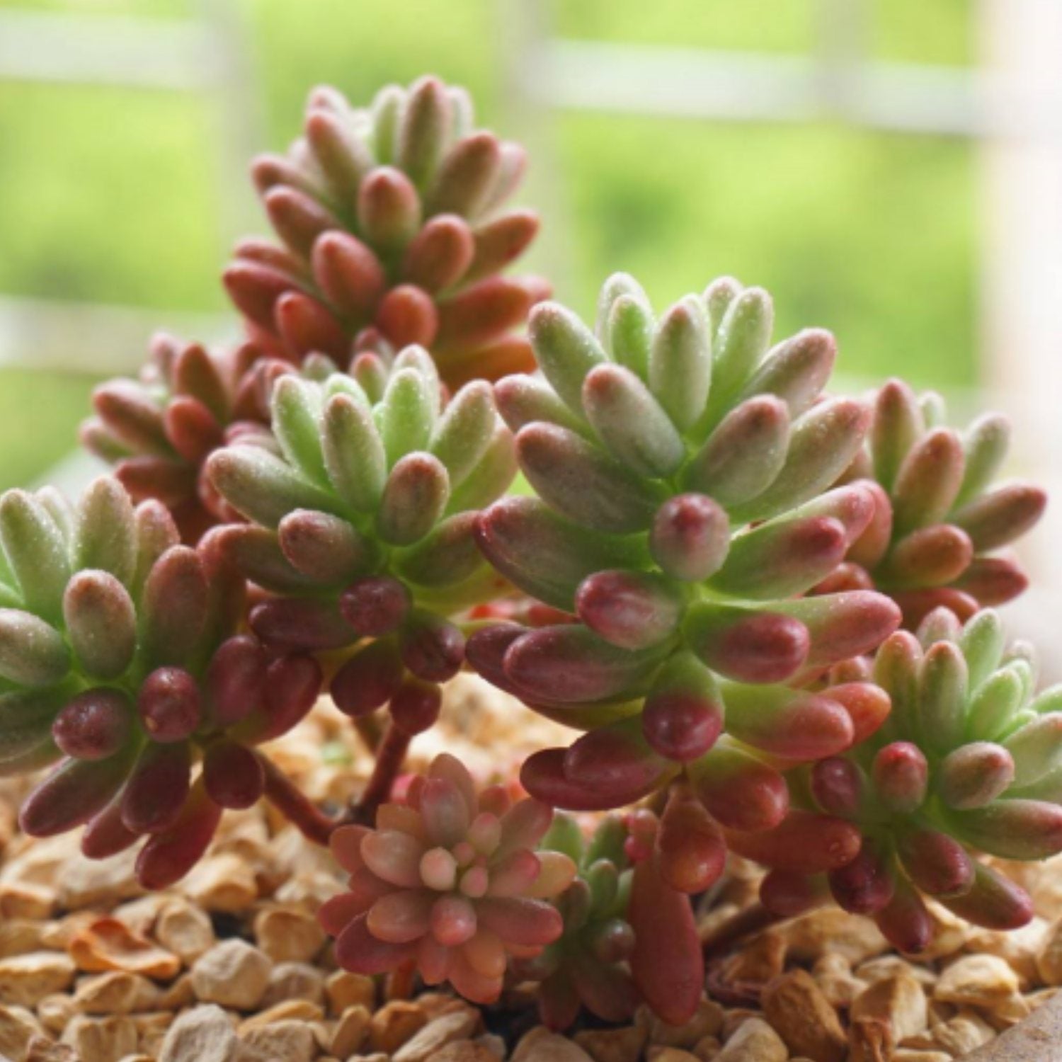 roseum succulent plant Sedum Rubrotinctum 'Roseum'