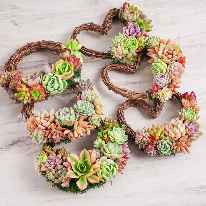 Succulent Wreath DIY Kit, 6"