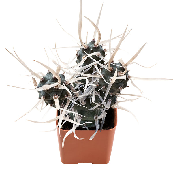 Tephrocactus articulatus var. papyracanthus / Paper Spine Cactus