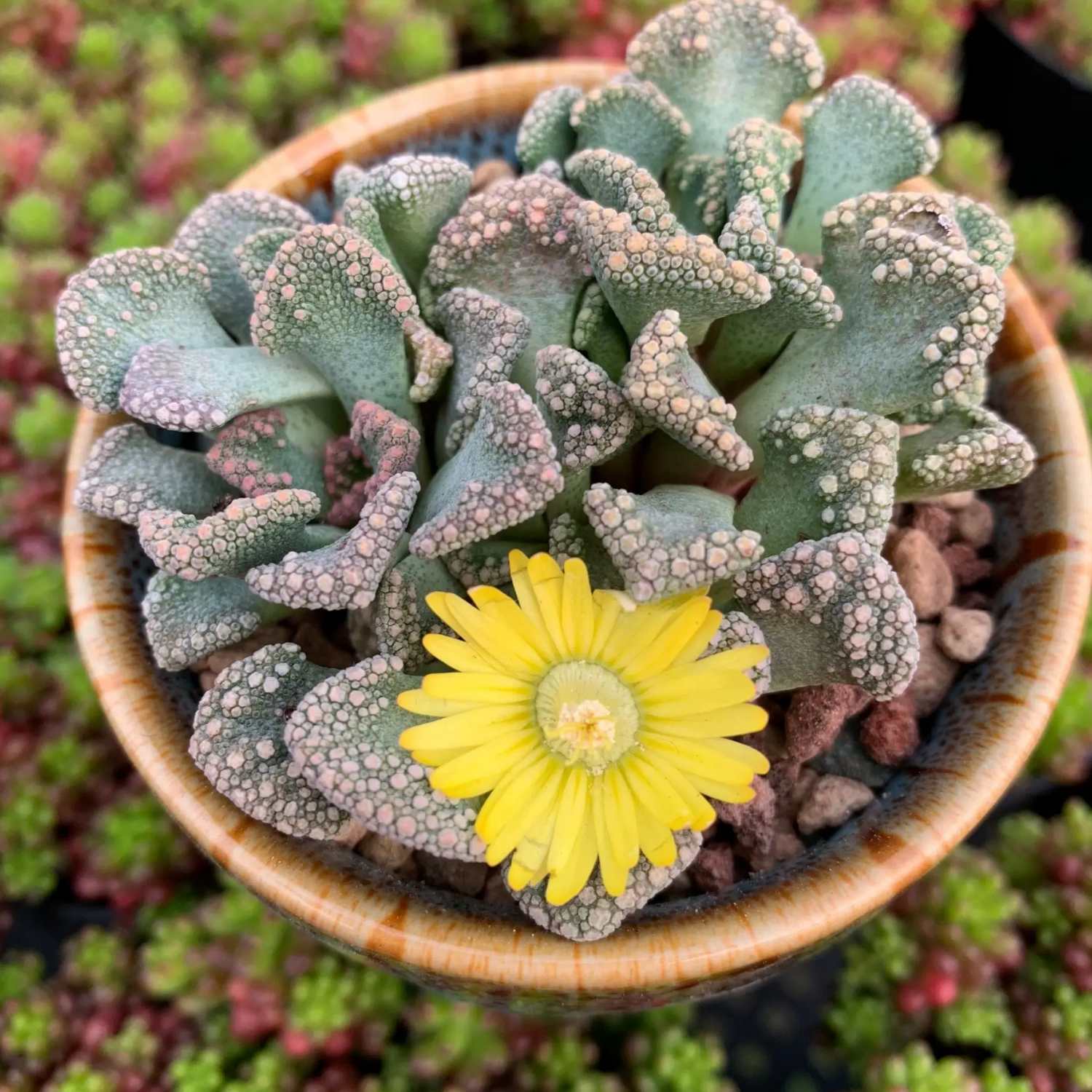 concrete leaf succulent Titanopsis Calcarea – Thenextgardener
