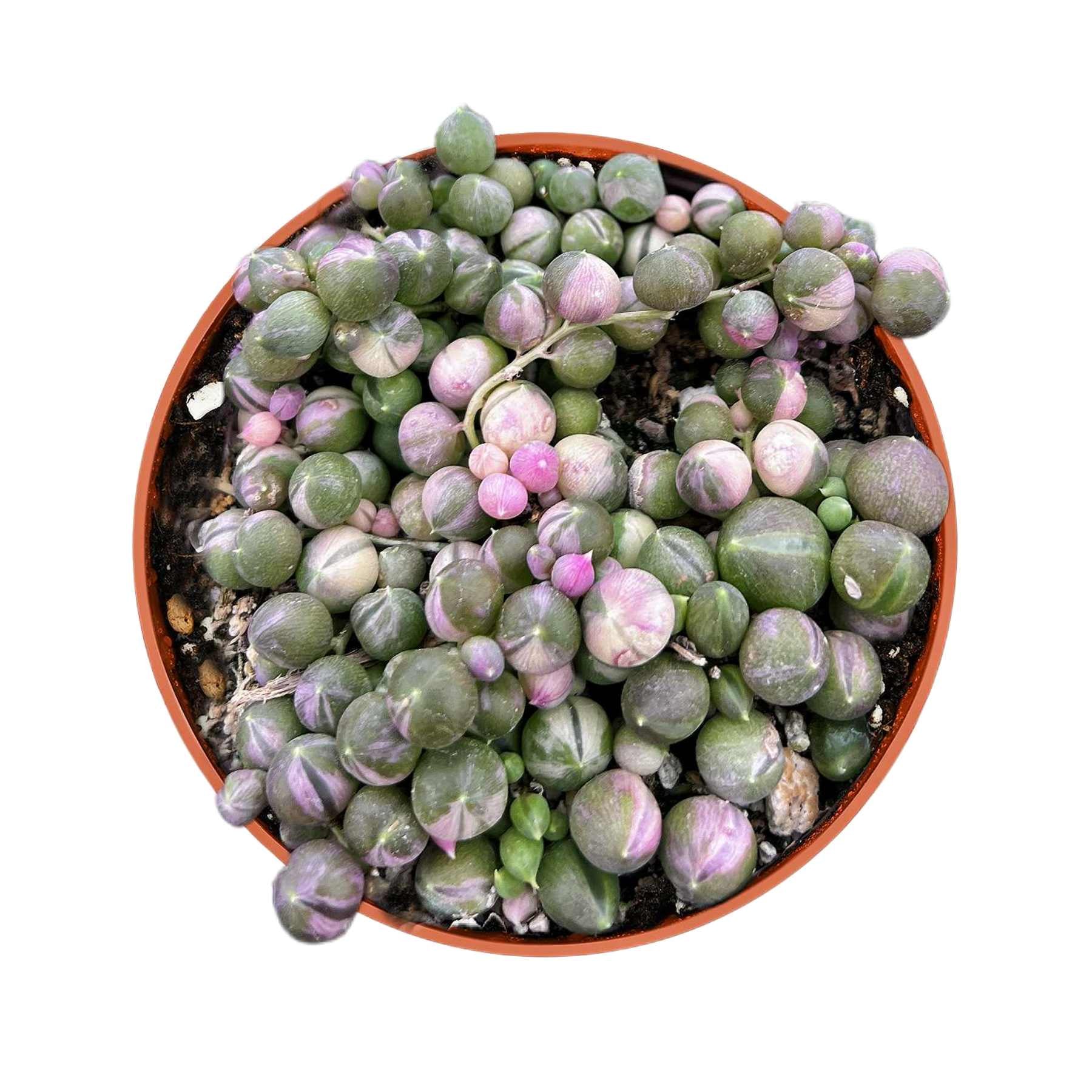 string of pearls succulent lowes Variegated String of Pearls/Senecio rowleyanus (4 inch) – Thenextgardener
