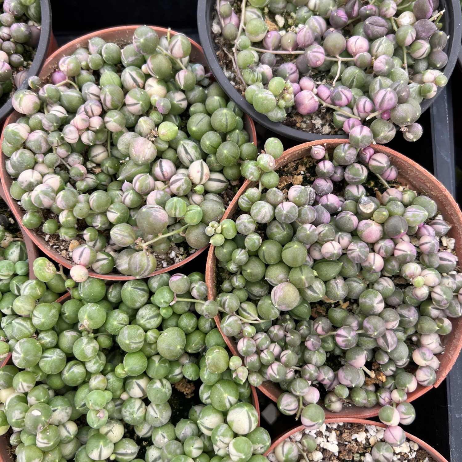 variegated string of pearls succulent Variegated String of Pearls/Senecio rowleyanus (4 inch)