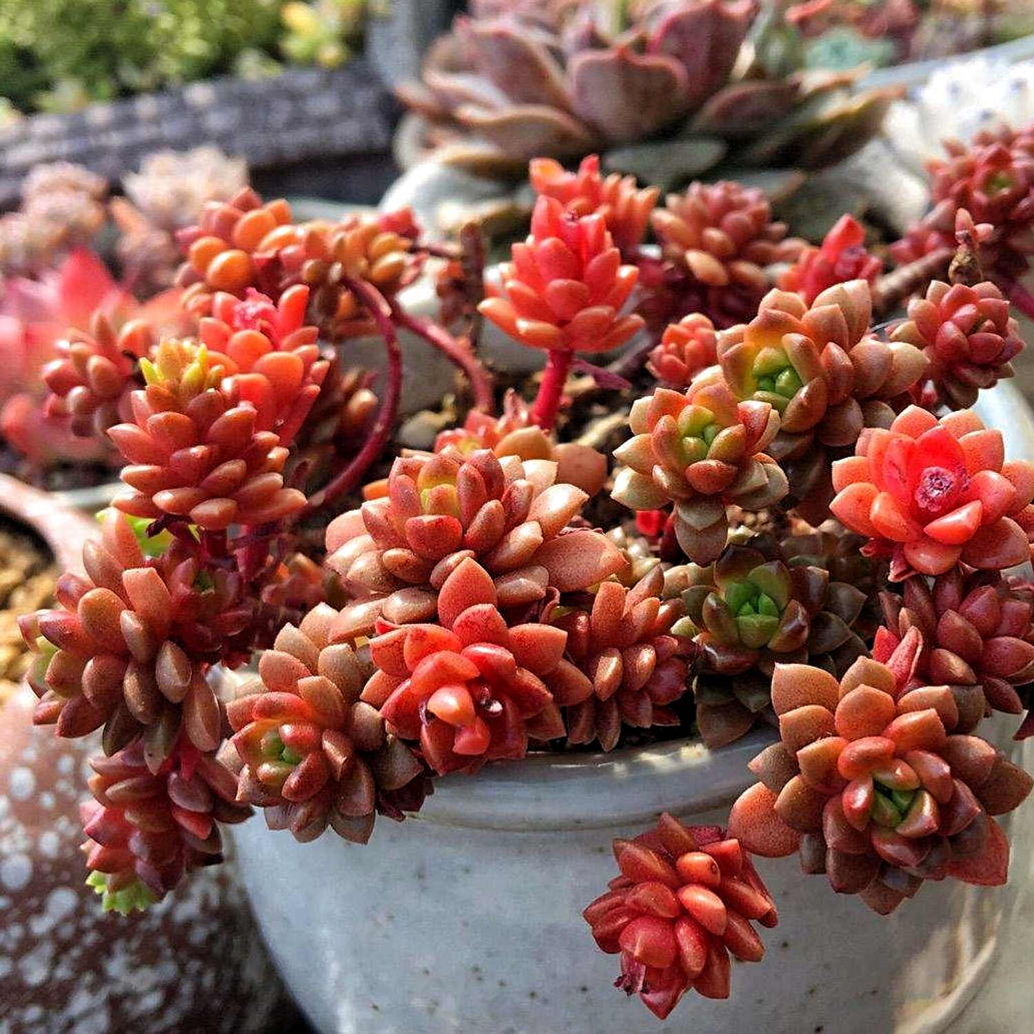 succulent gems X Cremnosedum cv. Little Gem