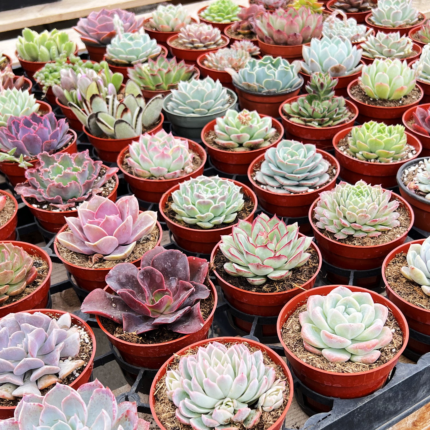 succulents assorted 9 Assorted Medium Succulents Plants Bulk